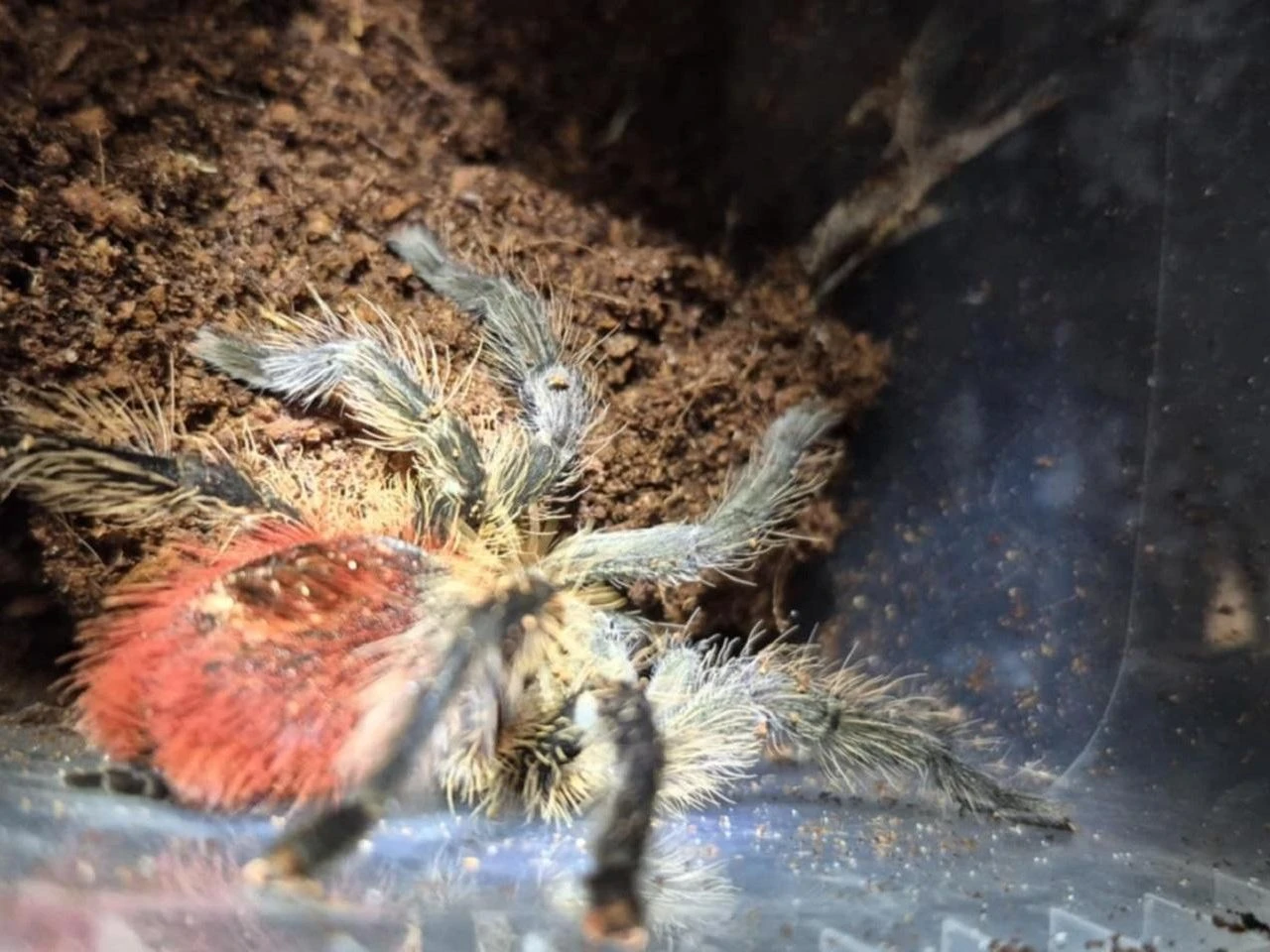 Scena grozy Otworzył kosz na śmieci i zamarł! Odkrycie jak z horroru w Krakowie