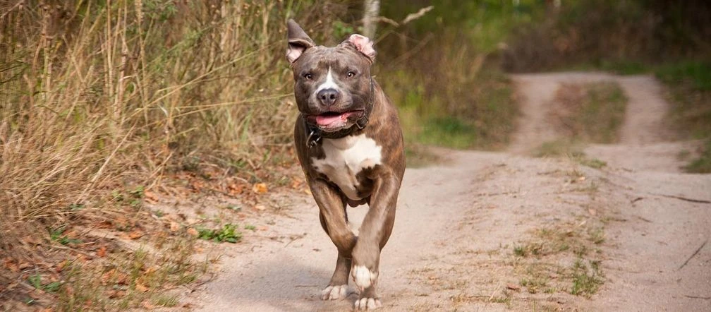 Szok w Warszawie Wielki pies rozszarpał Leosia na jej oczach. „Nie wiem, jak sobie z tym wszystkim poradzę”