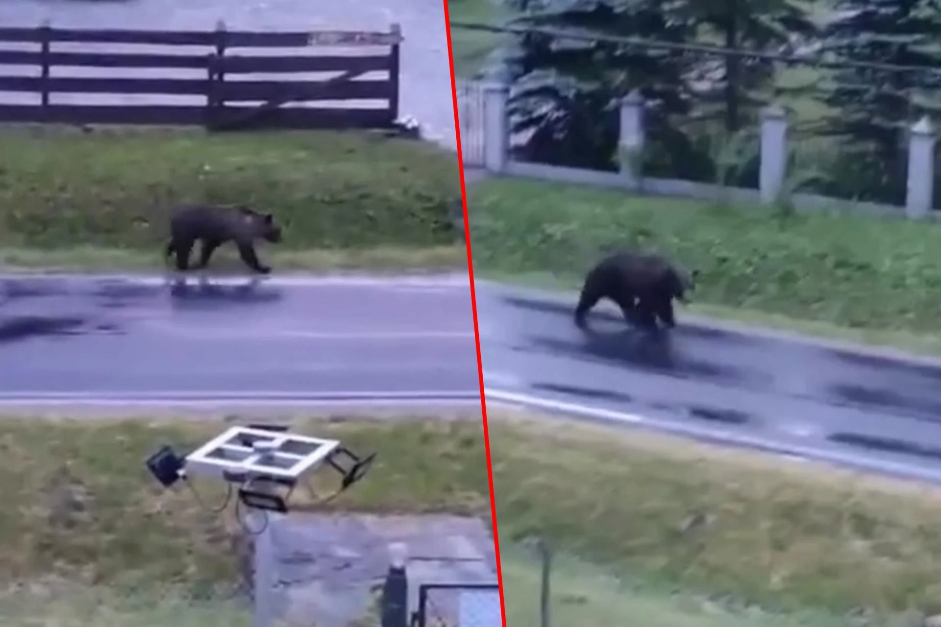 Ludzie komentują Niedźwiadek hasał po wsi. Dwadzieścia sekund później ludzi ogarnęło przerażenie! [WI…