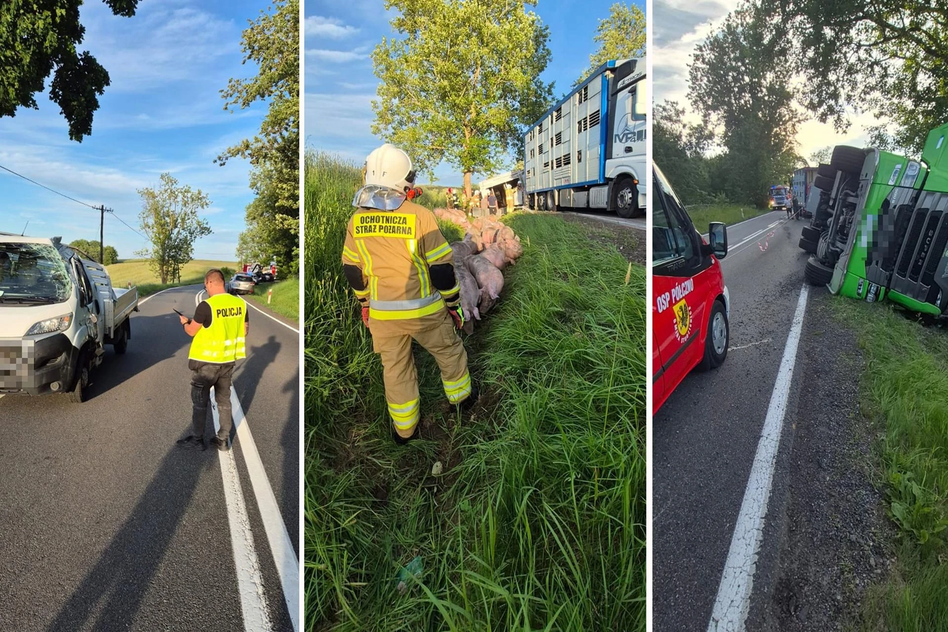 Ogromne zamieszanie! Strażacy pilnowali świń. 170 zwierząt na drodze. Wszystko przez wypadek tira [ZDJĘCI…