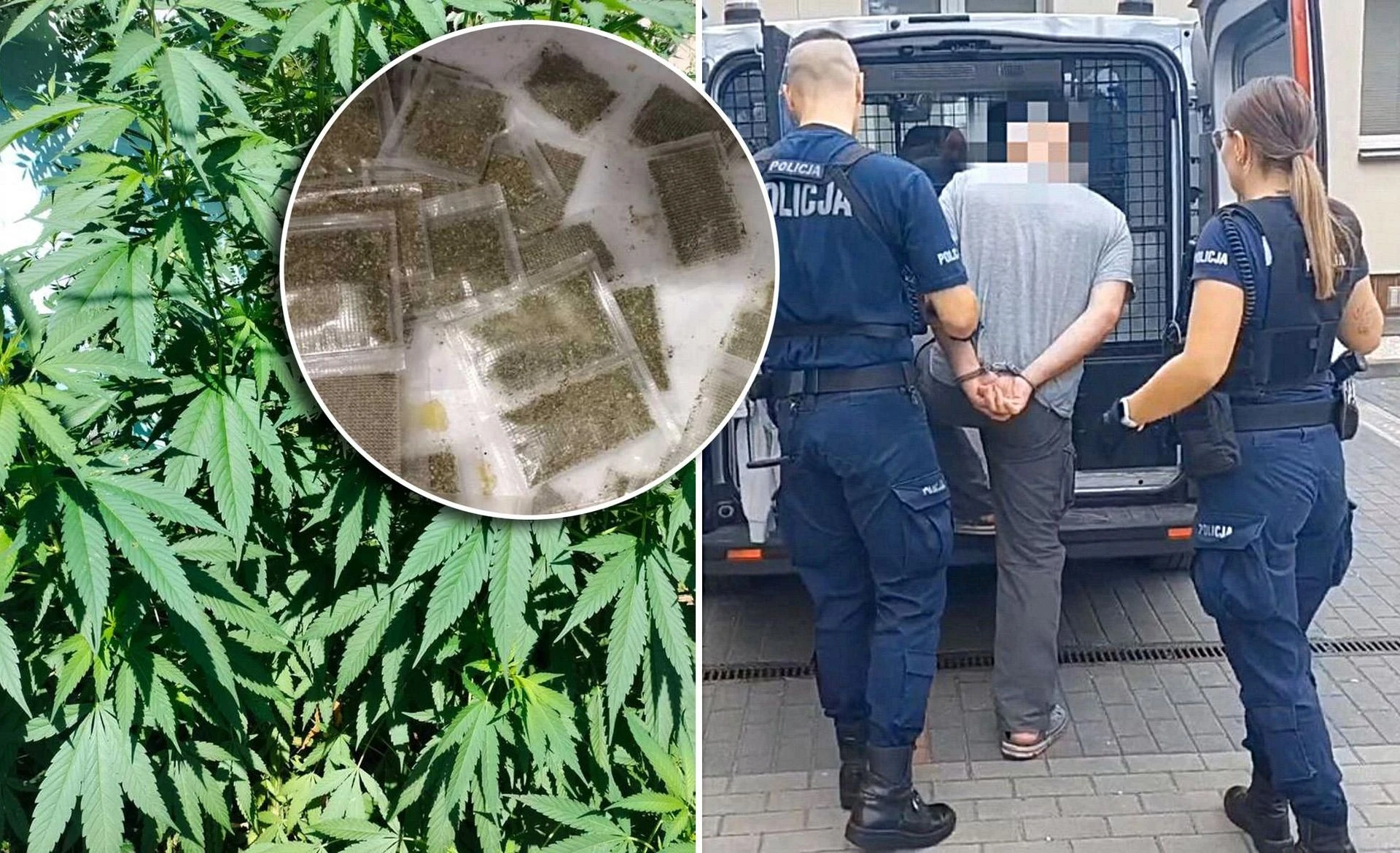 akcja policji W ogrodzie uprawiał konopie indyjskie. Grozi mu nawet 10 lat więzienia