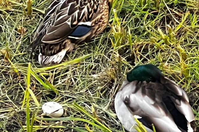 ZNISZCZONE LĘGI Skandal w Warszawie. Wody Polskie niszczą gniazda kaczek?! Urząd w Wesołej oburzony