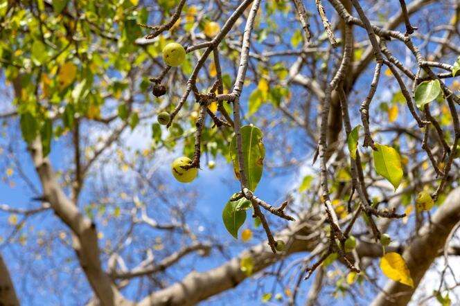 Niebezpieczne jabłka drzewa Manchineel. 