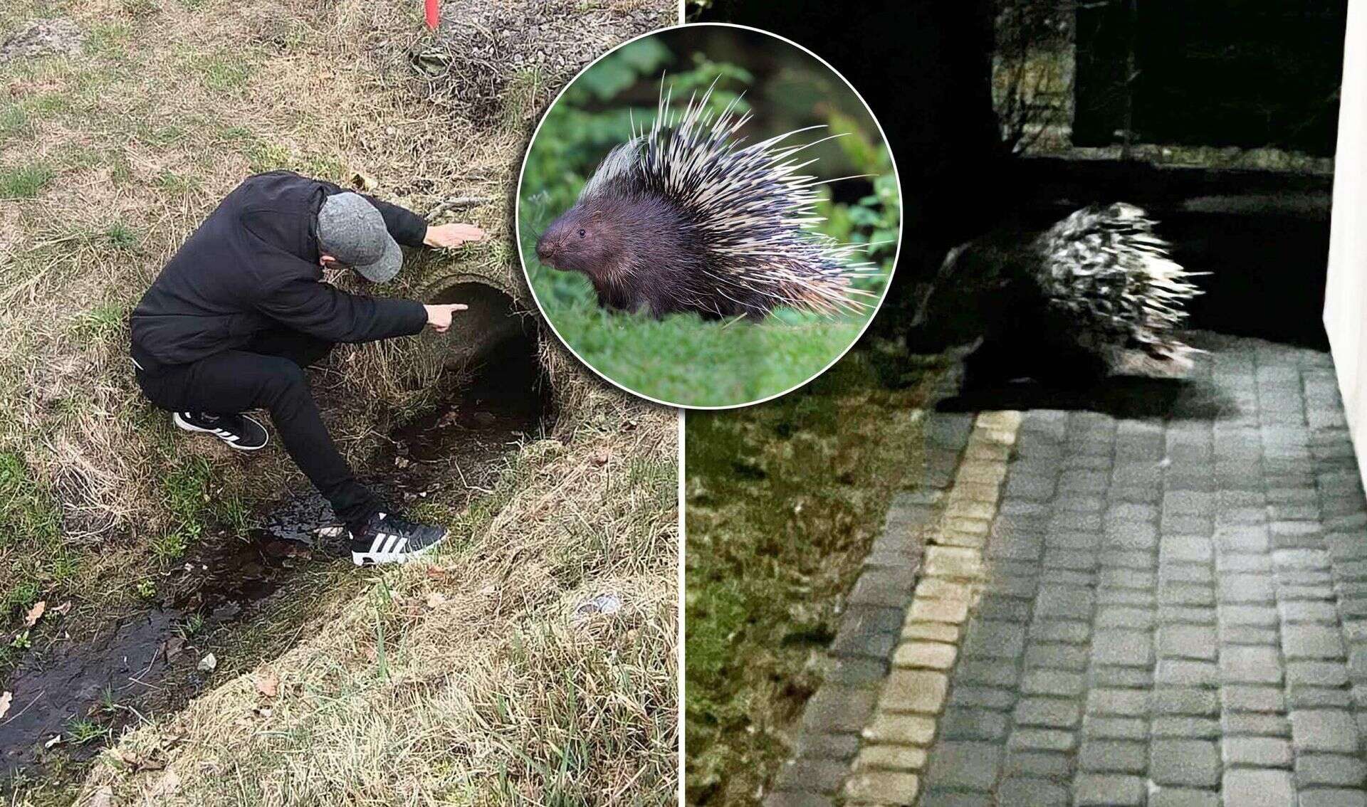 SZUKALIŚMY ICH WSZĘDZIE! Poszukiwania jeżozwierzy pod Warszawą. Jest przełom! „Myśleli, że żartuję”