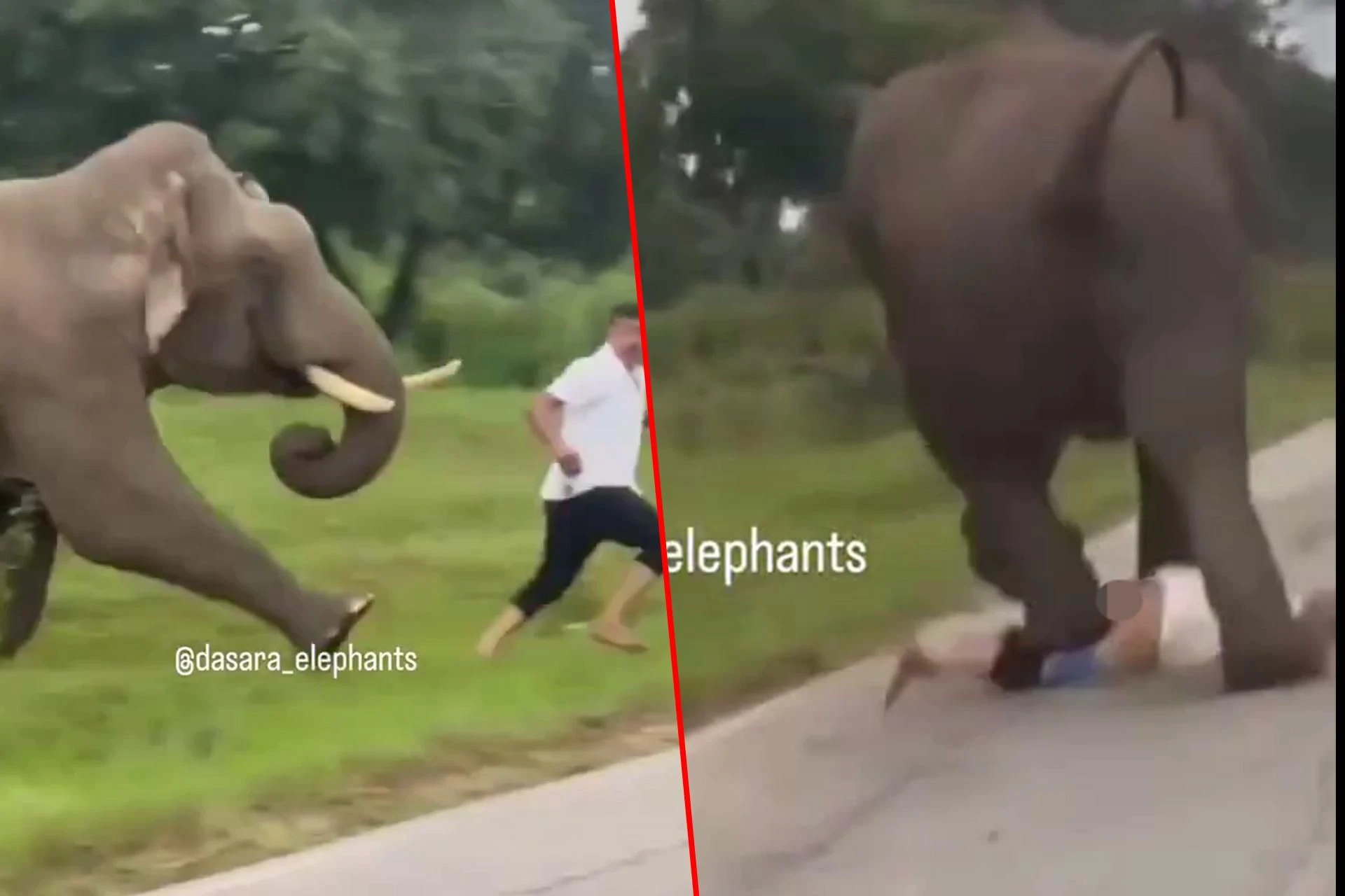 Szokujące wideo Turysta chciał selfie ze słoniem. Gorzko tego pożałował