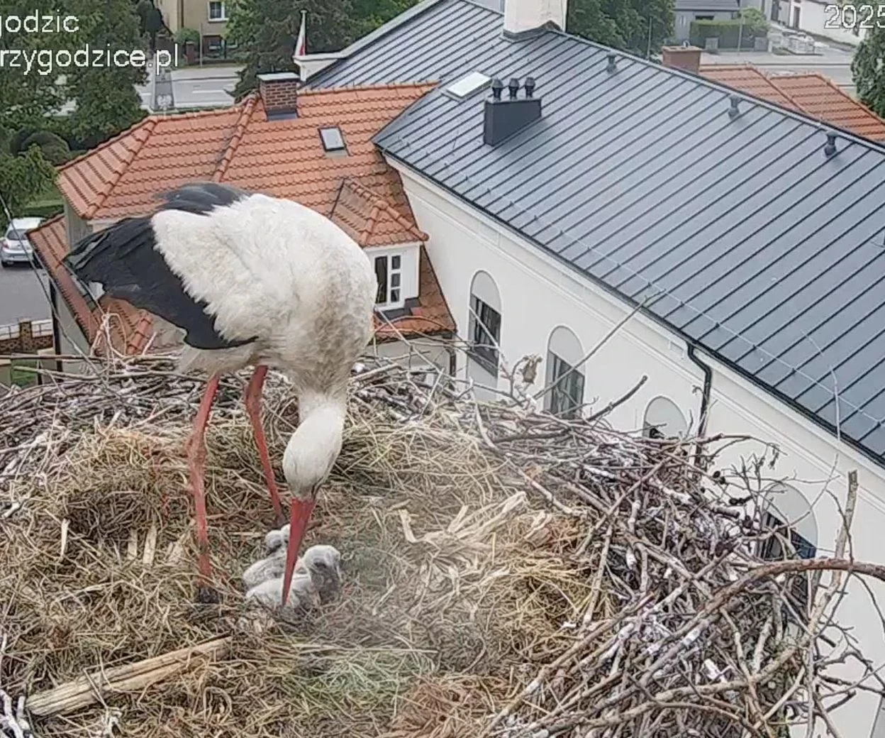 witamy na świecie Ależ radość w Przygodzicach. Najsłynniejsze gniazdo bocianów znów ugościło nowe pisk…