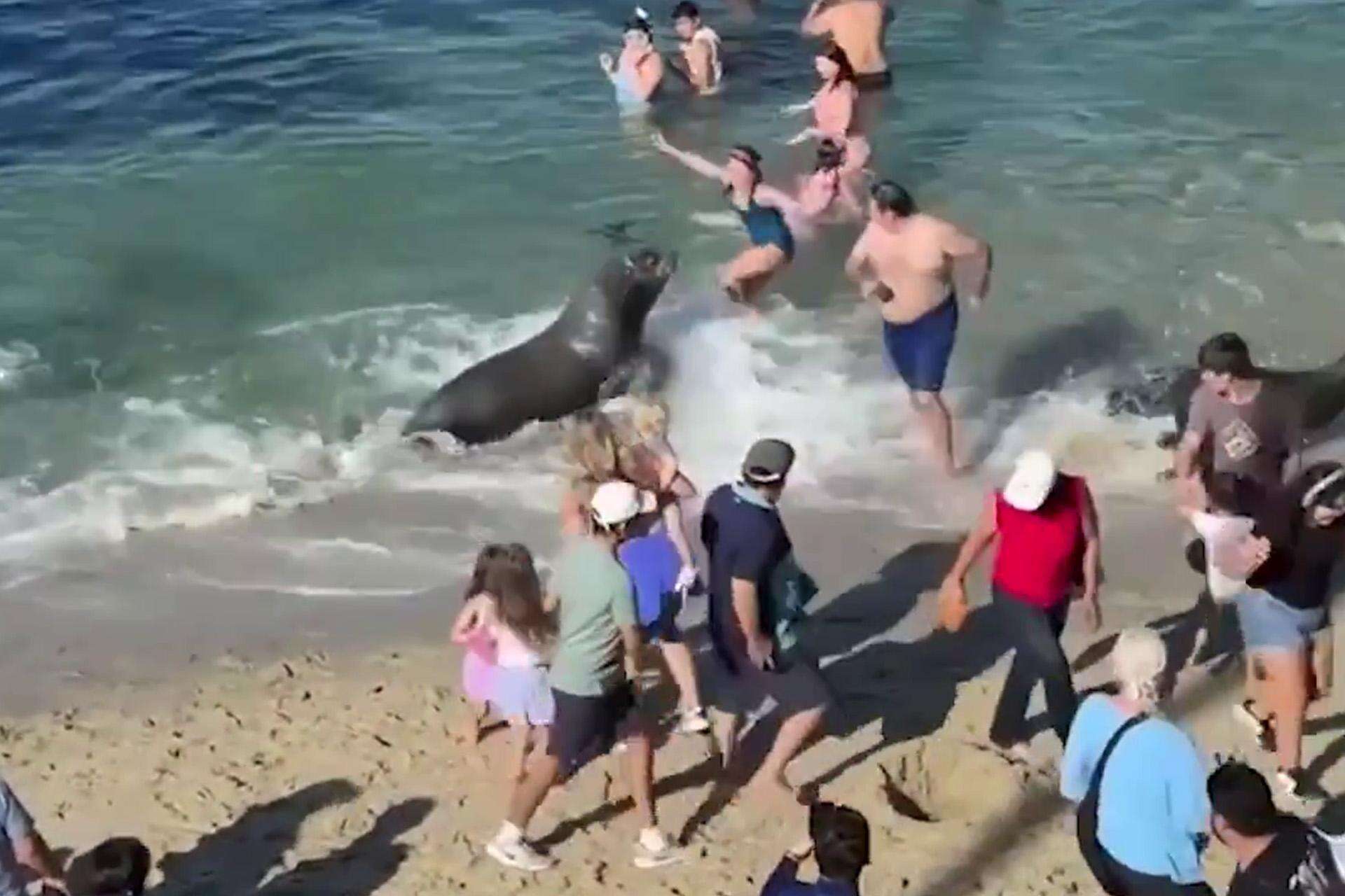 Groza! Lew morski rzucił się na tłum plażowiczów! Wideo przeraża