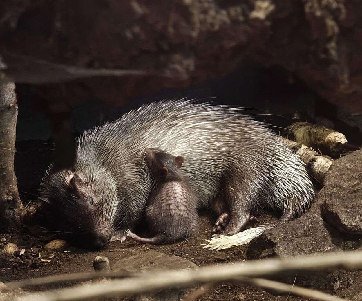 witamy na świecie Nowy mieszkaniec poznańskiego Zoo! Trwa wybór imienia dla małej jeżatki