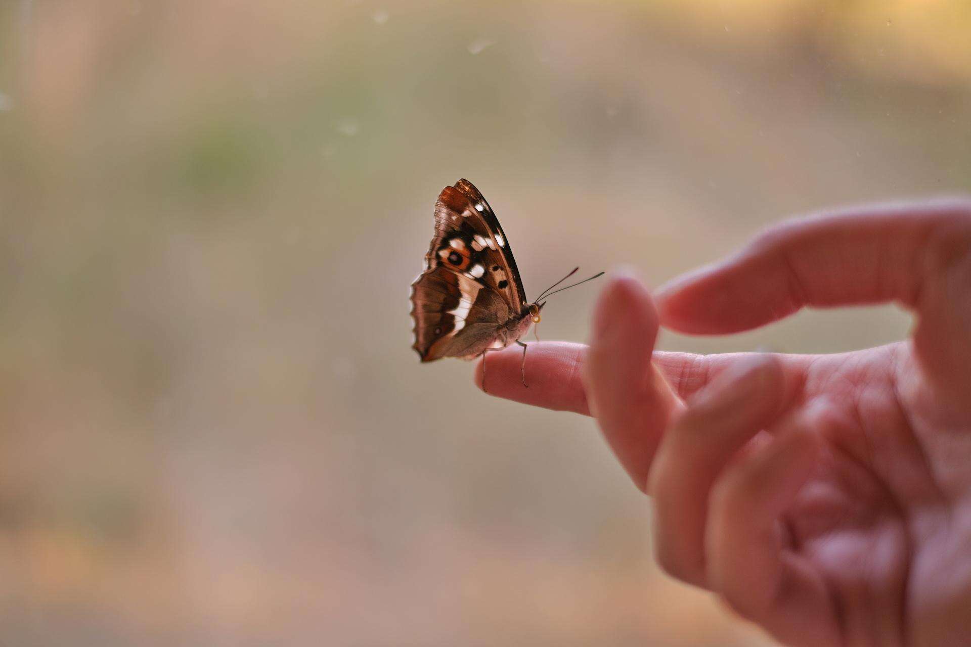 Przesądy Motyl usiadł na Twojej ręce? To potężny znak od wszechświata, którego nie możesz lek…