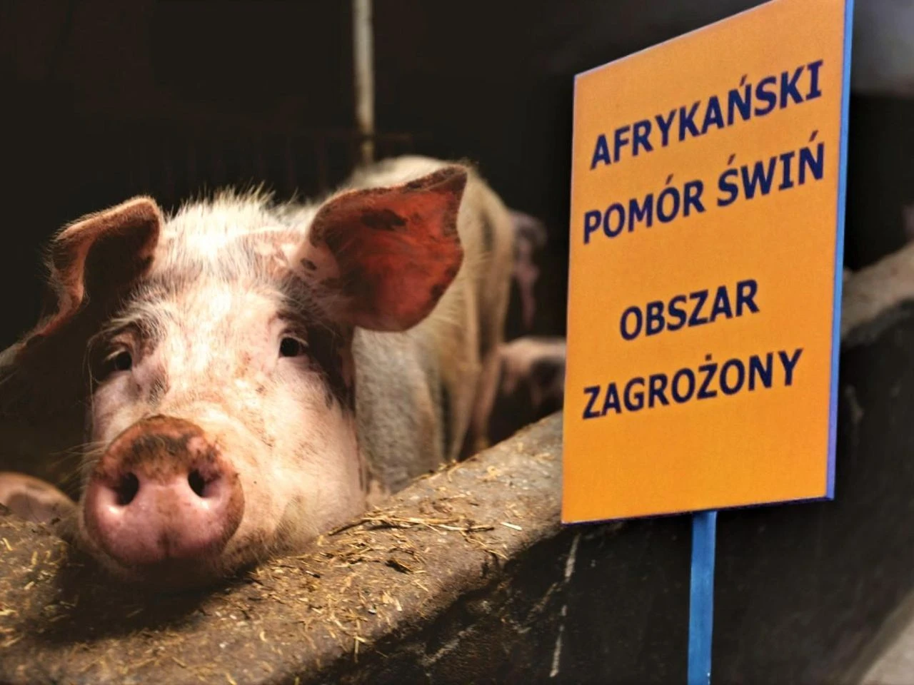 Służby w akcji Muszą wybić ponad 7,5 tysiąca świń. W Zachodniopomorskiem wykryto ognisko ASF