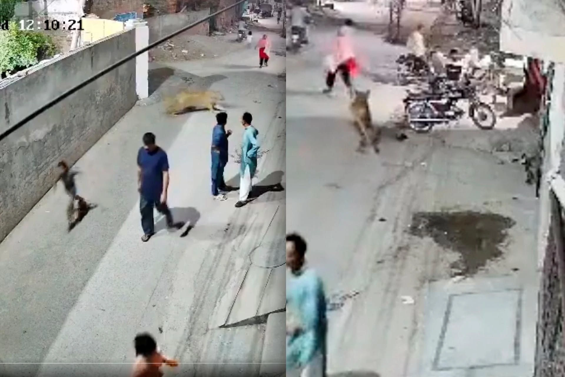 Zobacz wideo Lew rzucił się na dzieci i kobietę pośrodku ulicy! Oto, co stało się potem