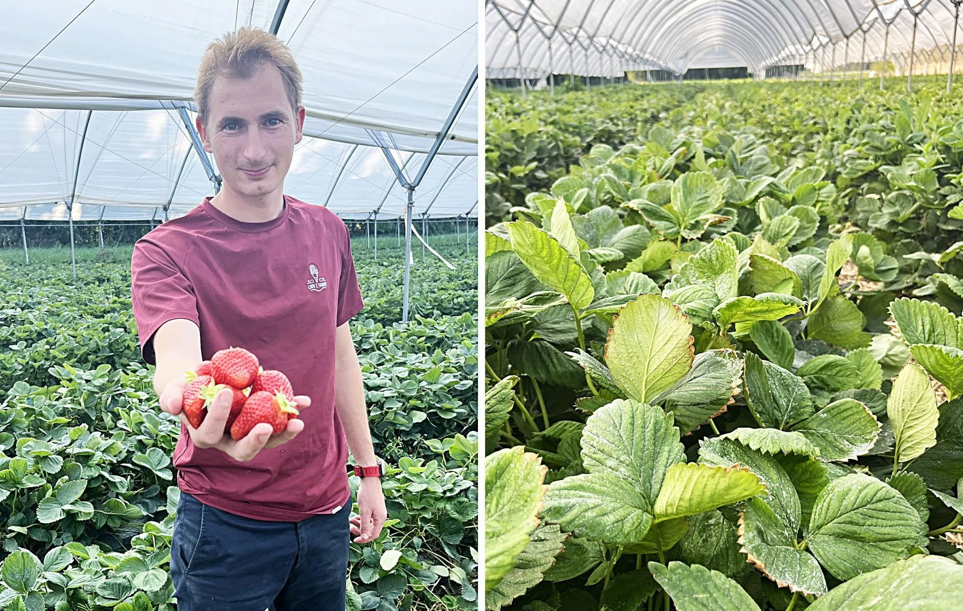 Truskawki Ceny truskawek. Plantator rozwiewa wątpliwości. 