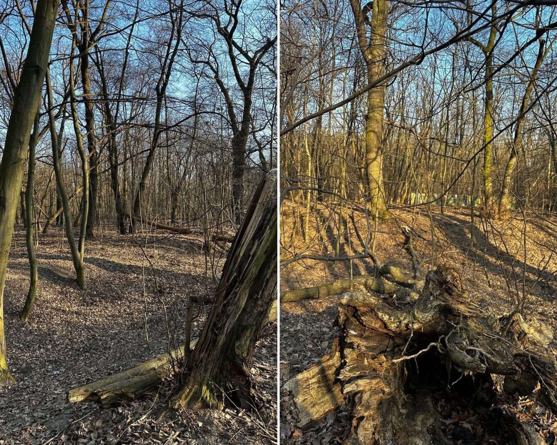 To historyczna decyzja Miały być bloki, zostanie park! Warszawa uratowała Wiśniewo przed deweloperami