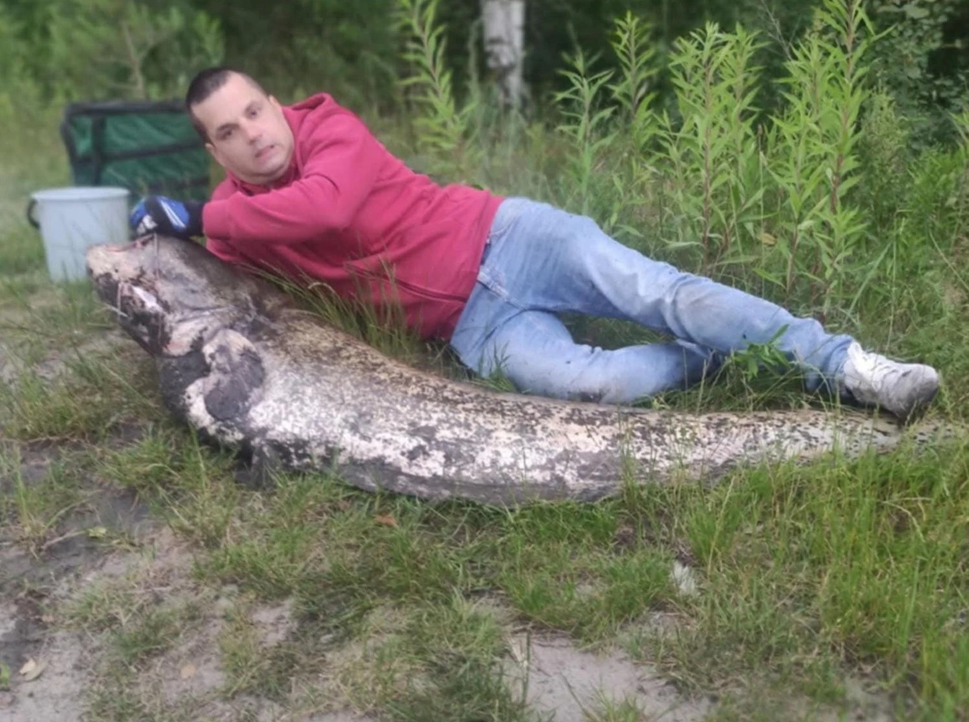 Ale okaz! Wyłowił suma wielkości człowieka! Niecodzienny połów pana Rafała