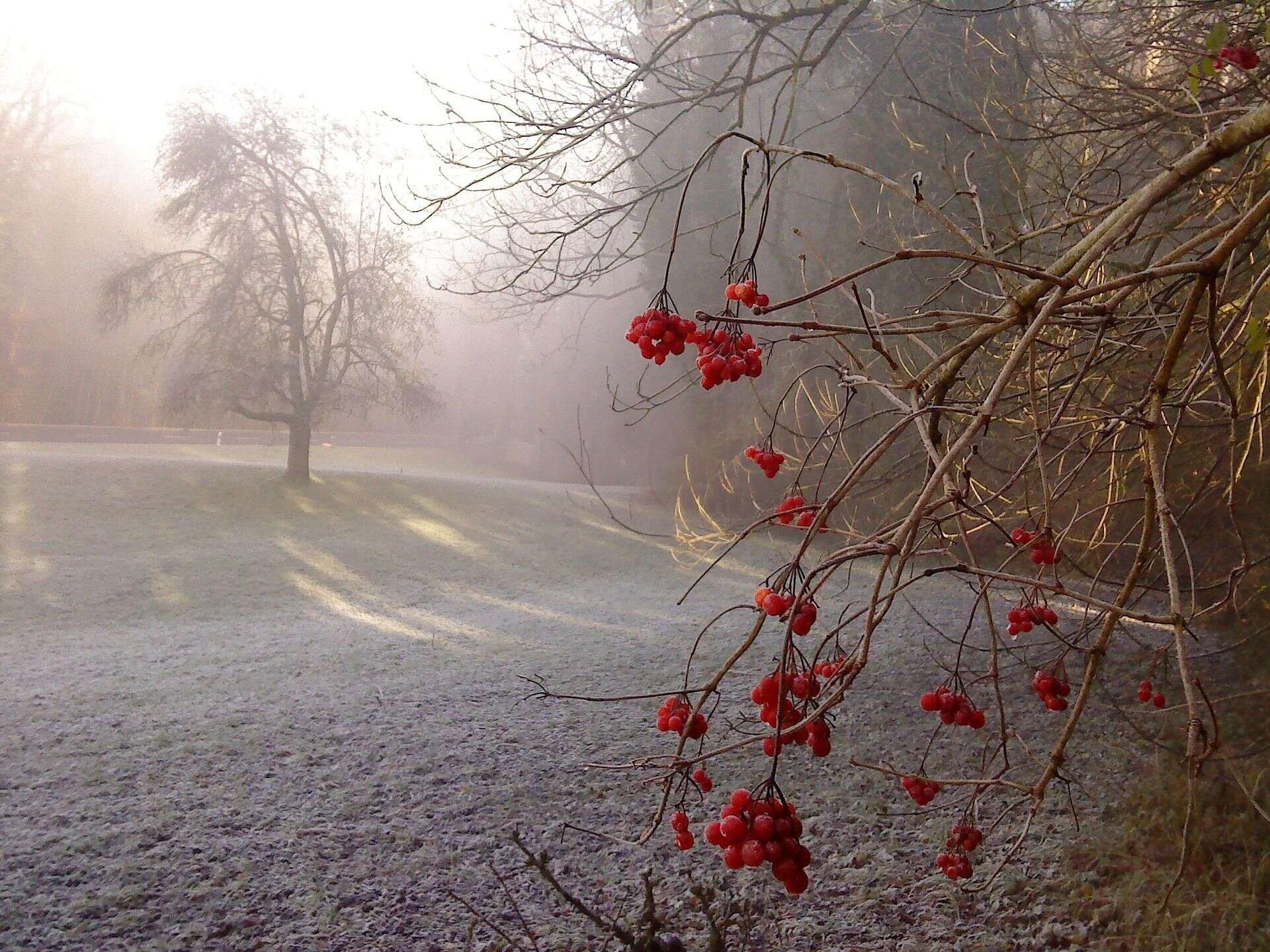 Pogoda Przymrozek do -3°C, a to nie wszystko, co nas czeka. Już się zaczyna [Prognoza IMGW …