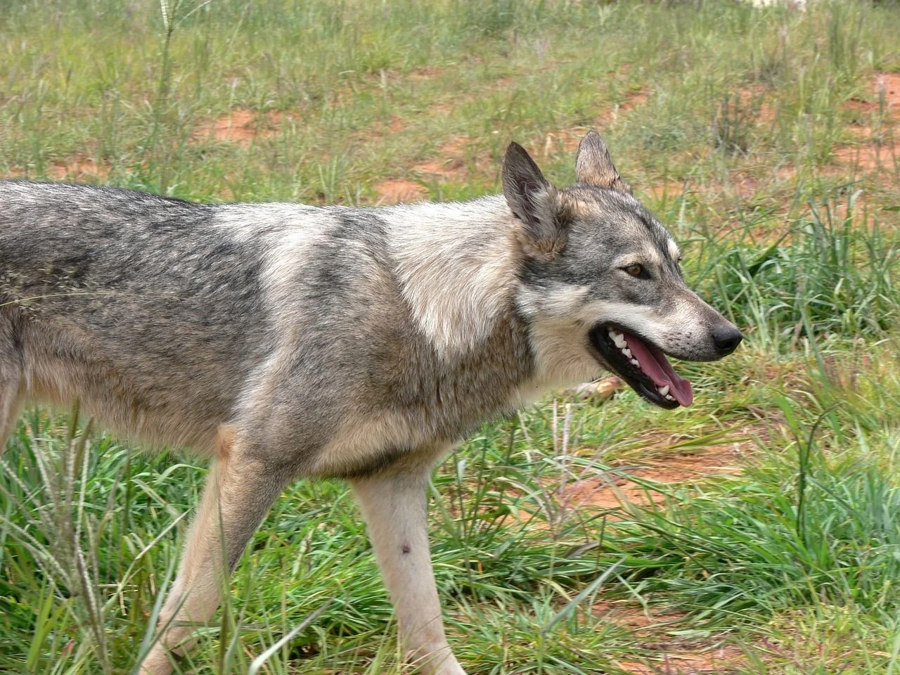 Zakaził chorobą Podrapał ją pies na wakacjach i umarła! Szok w Maroku