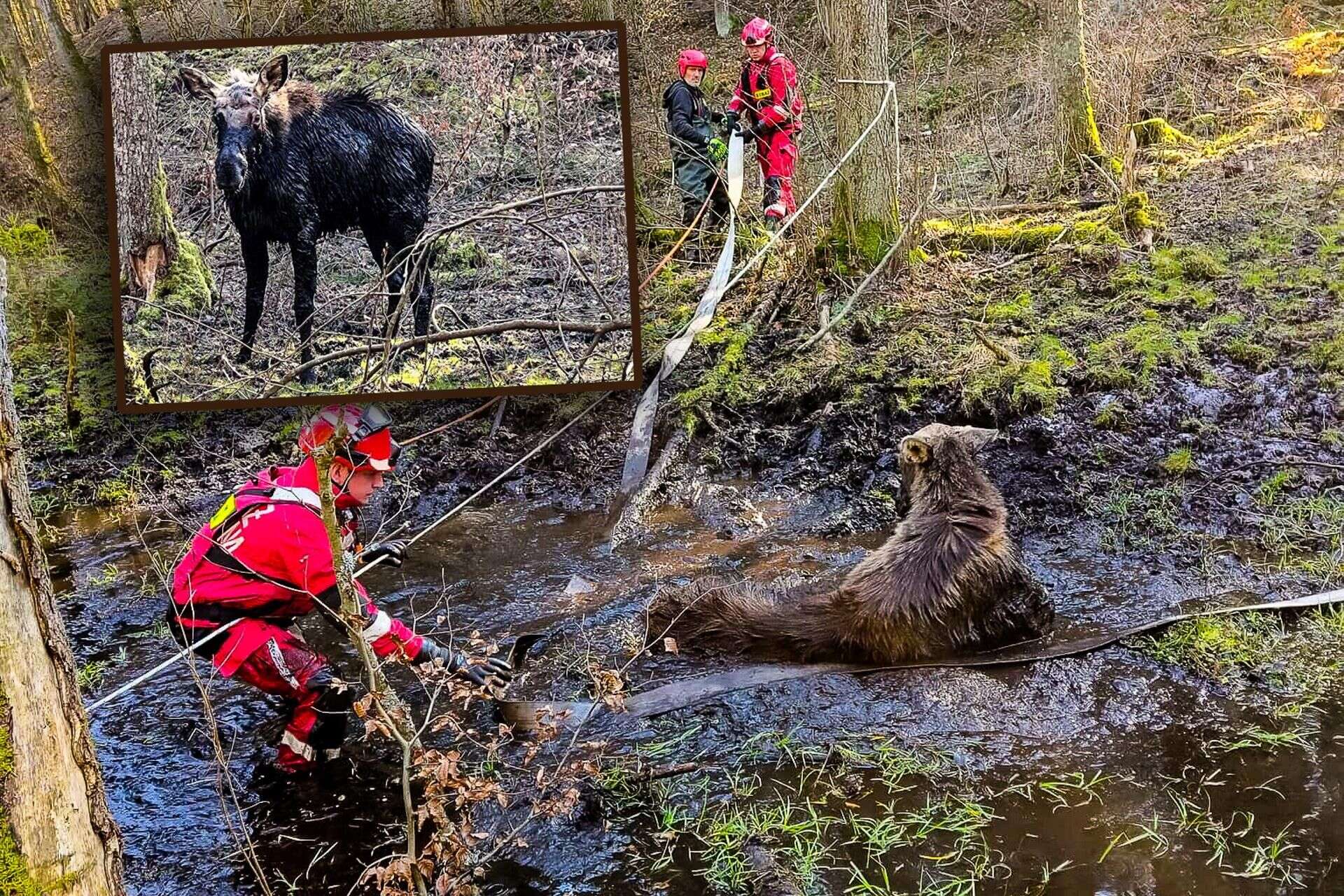 Warmińsko-mazurskie Łoś utkwił w bagnie po uszy! Z pomocą ruszyli strażacy