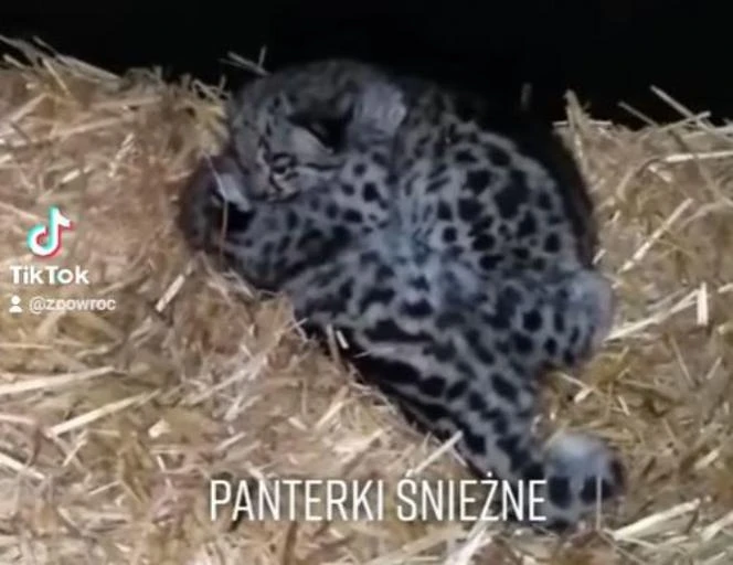 Wrocław: Dwie małe pantery białe w zoo! 