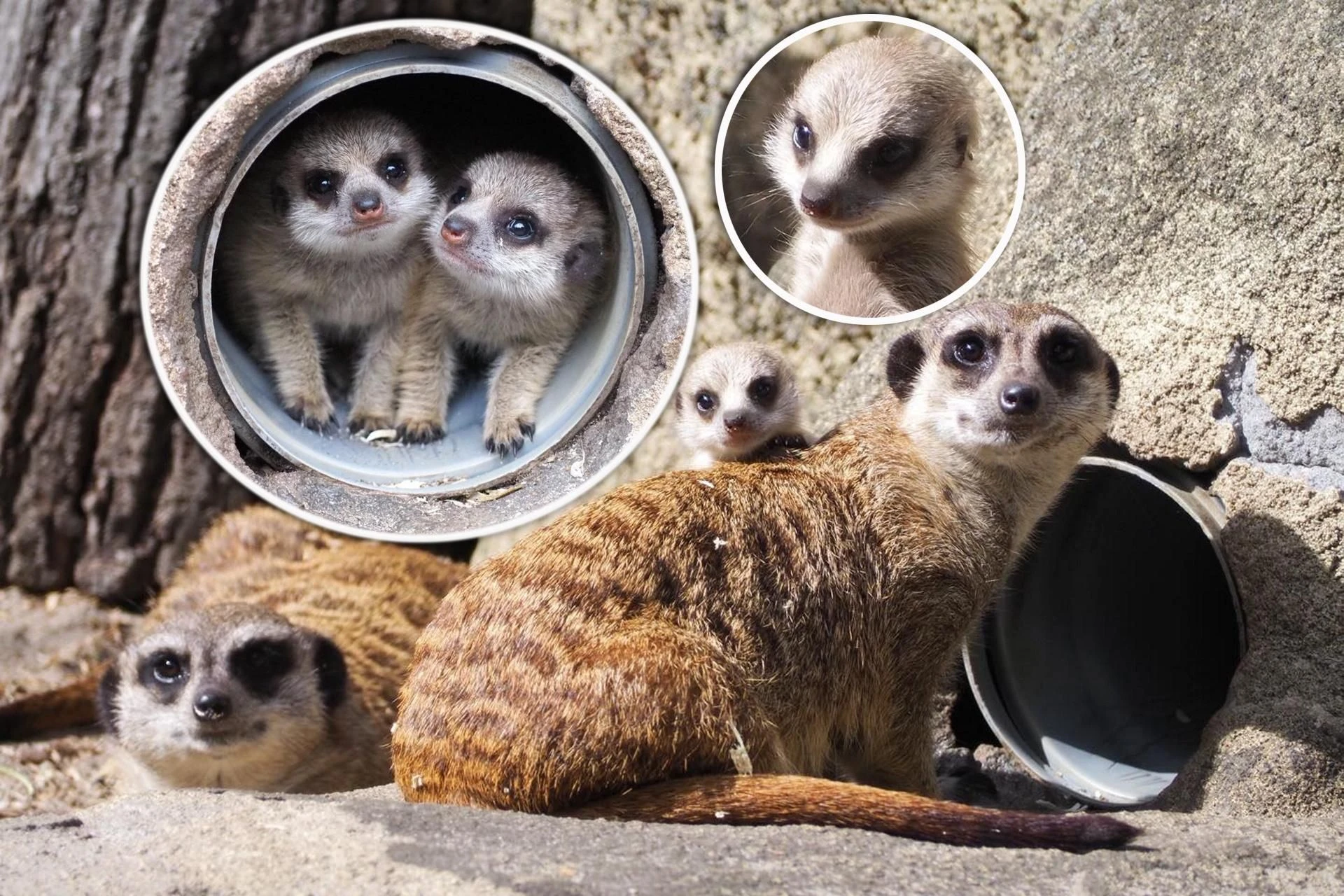 PODBIJAJĄ SERCA Surykatki w warszawskim ZOO oszalały ze szczęścia! To trzeba zobaczyć!