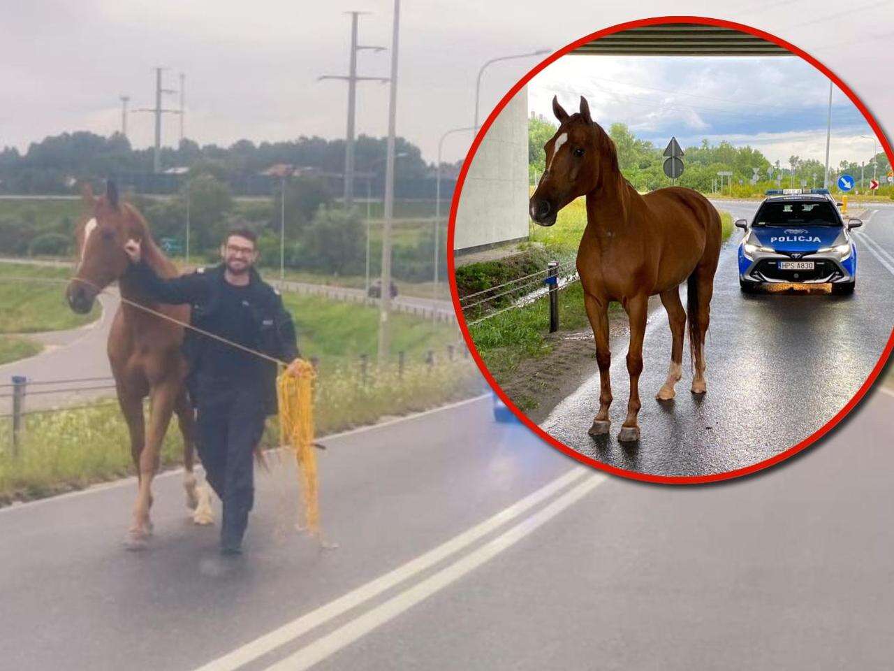 Tego się nie spodziewali! Niecodzienna interwencja w rejonie S7. Policjanci nie wierzyli własnym oczom