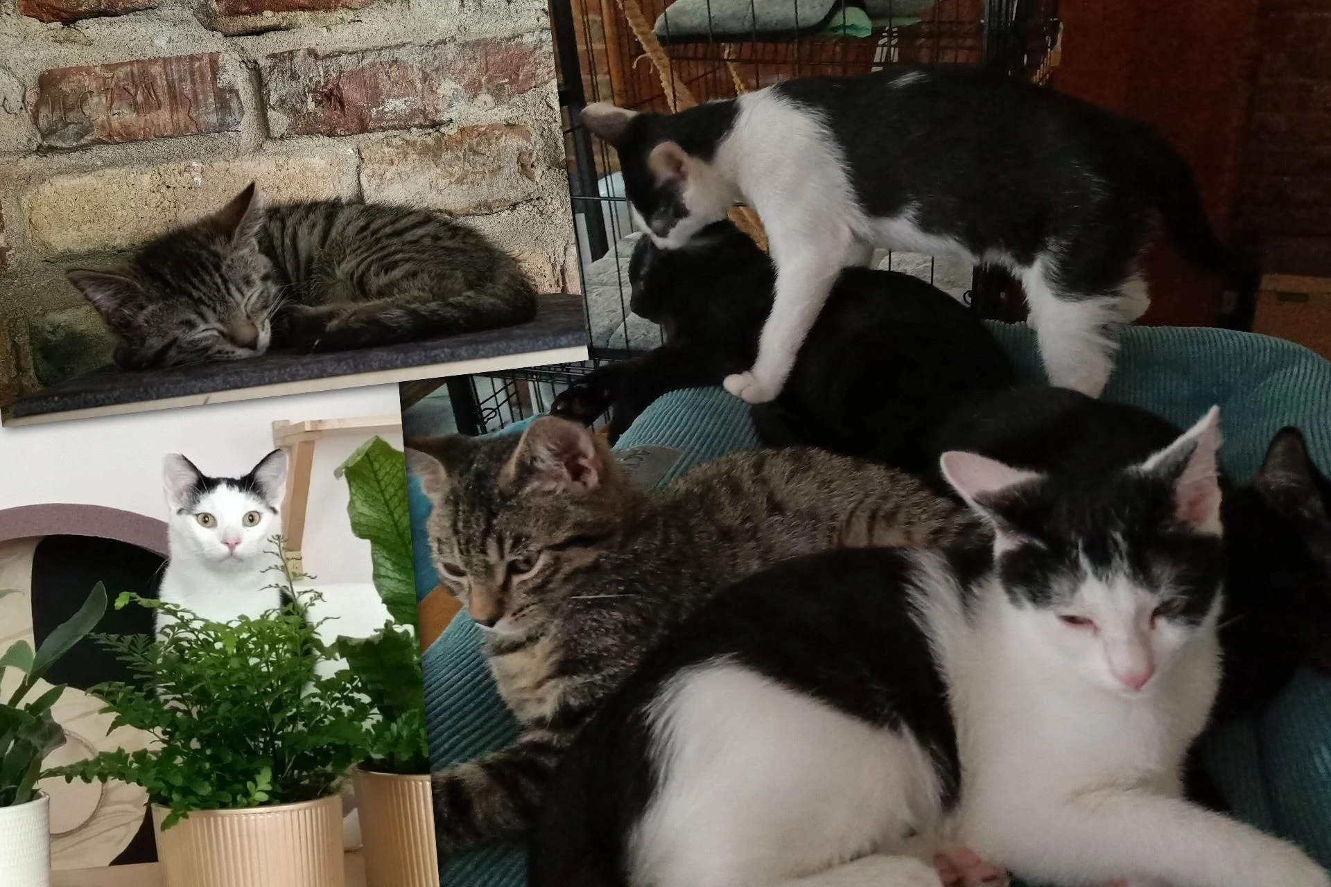 KOTY Z MIEJSKIEJ DŻUNGLI Tramwajowe kocięta szukają domu. Fabryka Mruczenia, Duńczyk i Houdini vel Mały Cwaniak polecają się do adopcji