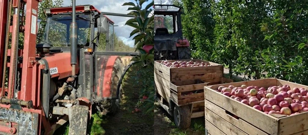 Wypadek Wypadek podczas zbioru jabłek. 58-latka z Ukrainy trafiła do szpitala