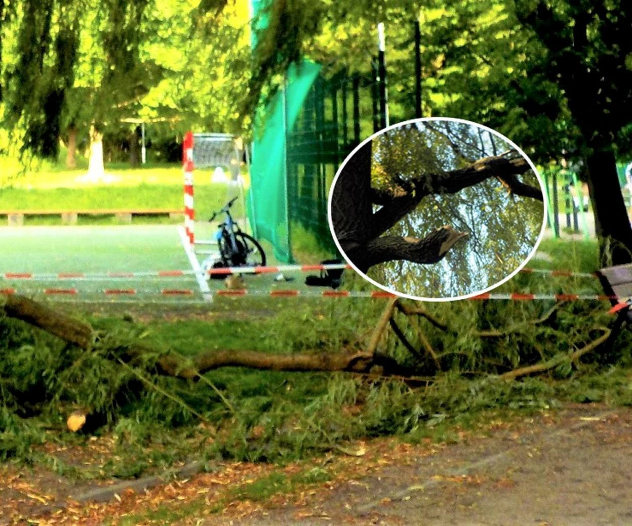 ŚMIERTELNE ZAGROŻENIE Groza w parku w Warszawie! Na dziecko runął konar. Gałąź miała 10 metrów