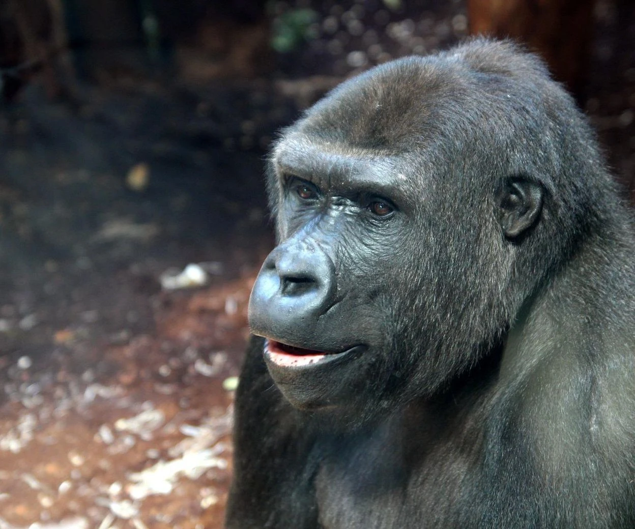 PRZYJECHAŁY DO AZIZIEGO Nowe mieszkanki w warszawskim ZOO. „To dwie cudowne damy”