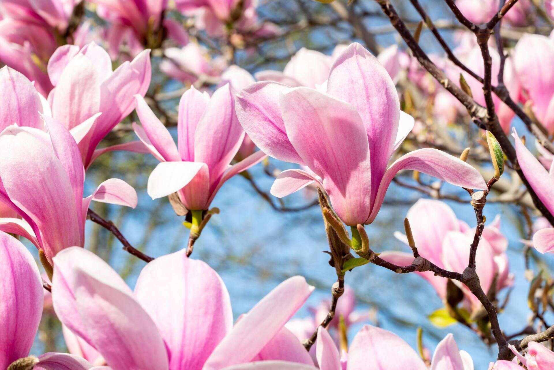 Dom i ogród Wiosenna odżywka do magnolii. Olbrzymie i mięsiste kwiaty szybko zakwitną. Każdy będ…