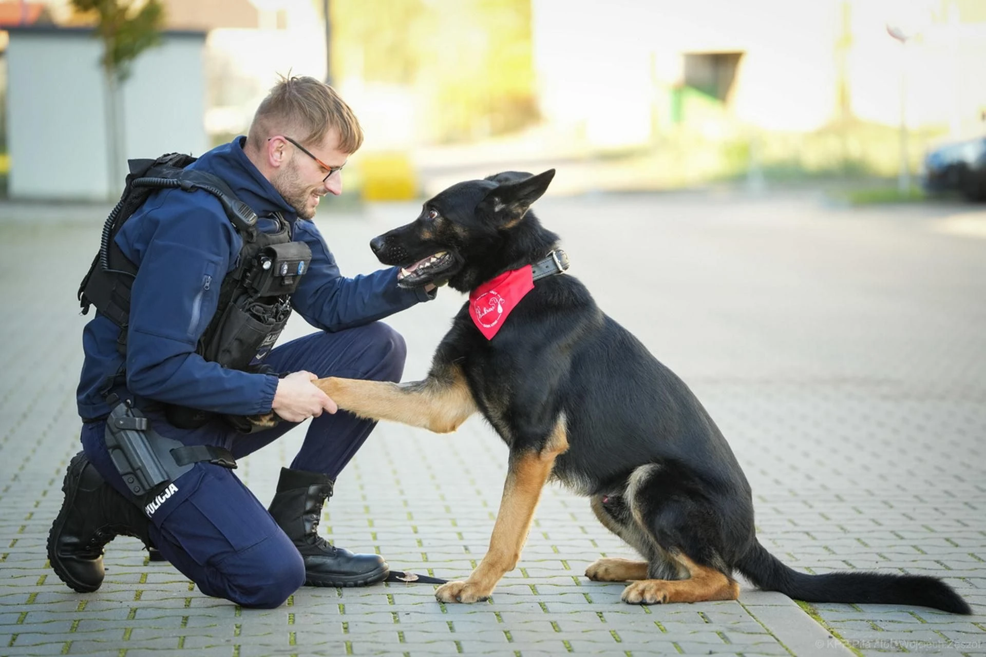 Ogromne brawa! Psi bohater Niko oddał krew dla chorego kolegi! Takiego psa chce każdy patrol