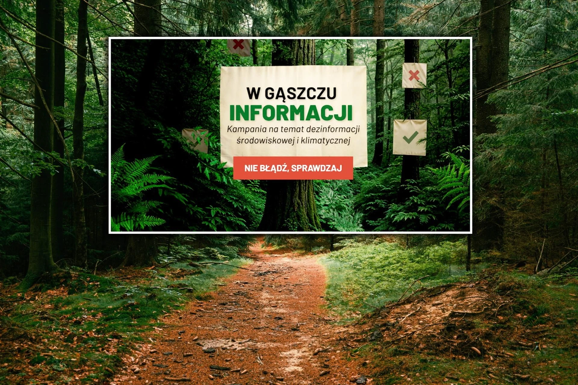 Nowa akcja Polacy wierzą w mity o lasach