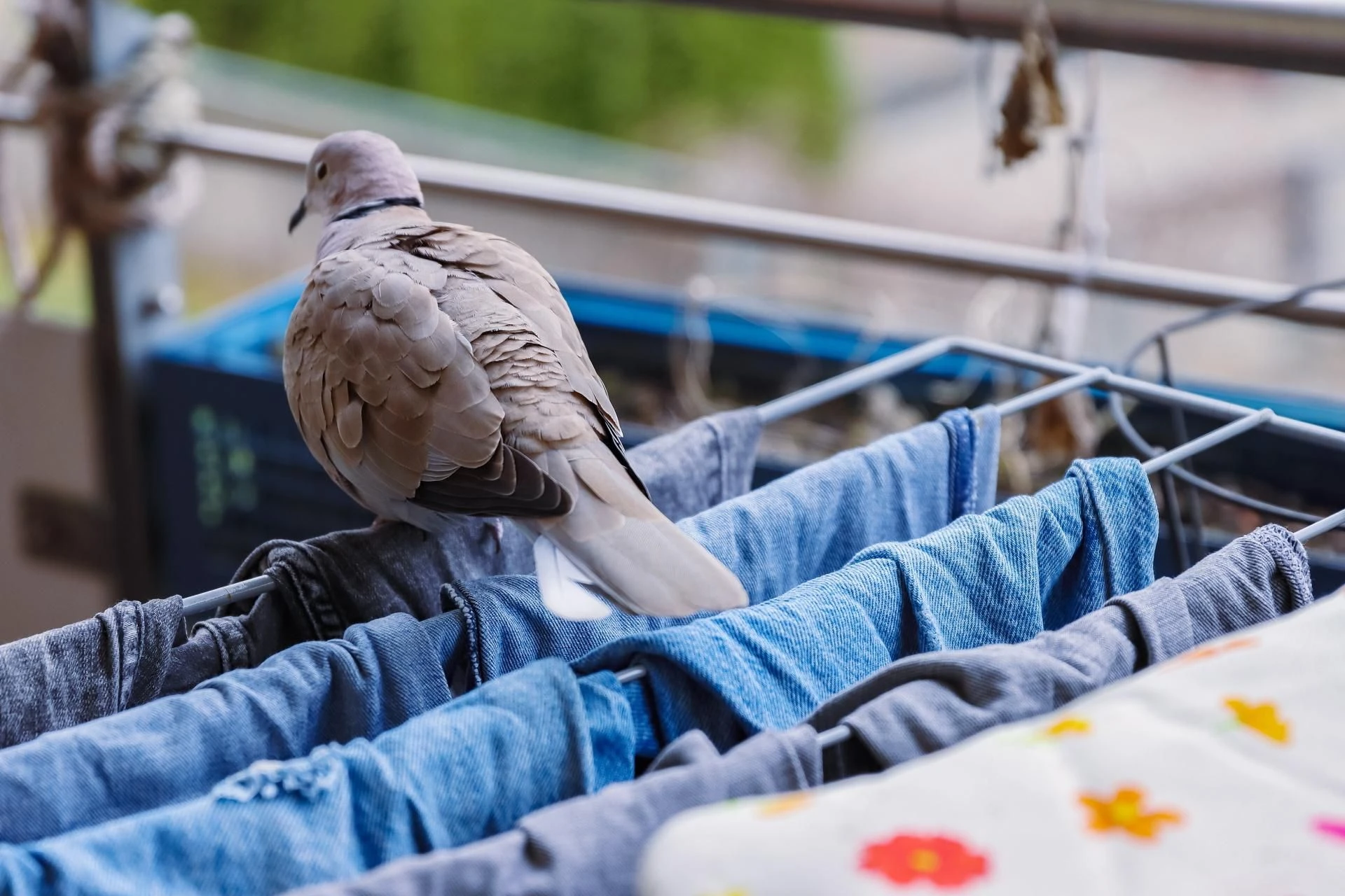 Namolne ptactwo Przemyj tym podłogę na balkonie, a gołębie się do niego nie zbliżą. Zapach działa na…