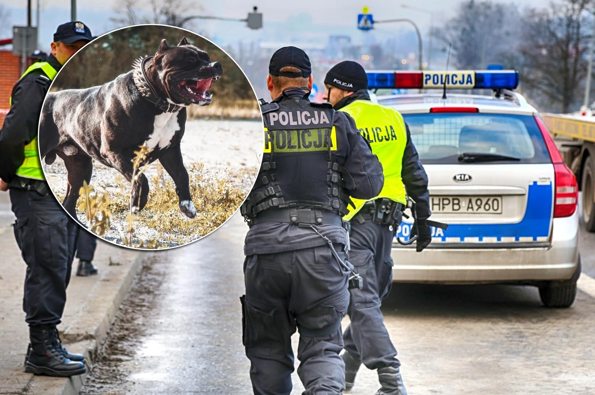 Wielka awantura! Strzały w bloku w Krakowie! 24-letni Ukrainiec i jego pies zaatakowali policjantów