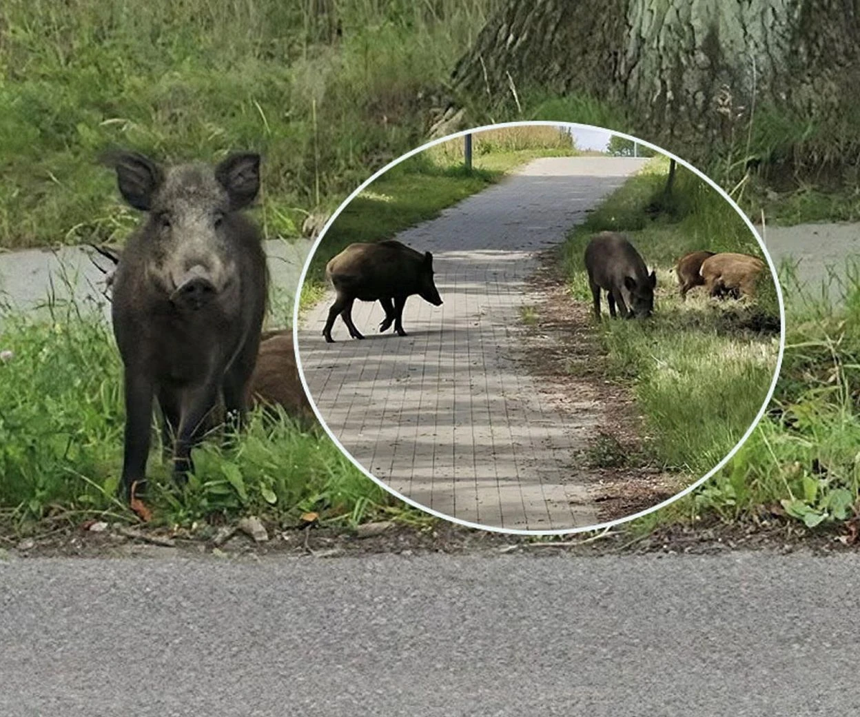 Nietypowy spacerowicze Co za widok! Zamiast rowerzystów - dziki na trasie