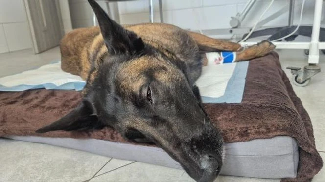 Szczytny cel Dafne potrzebuje pomocy! Pies ratowniczy walczy o powrót do służby