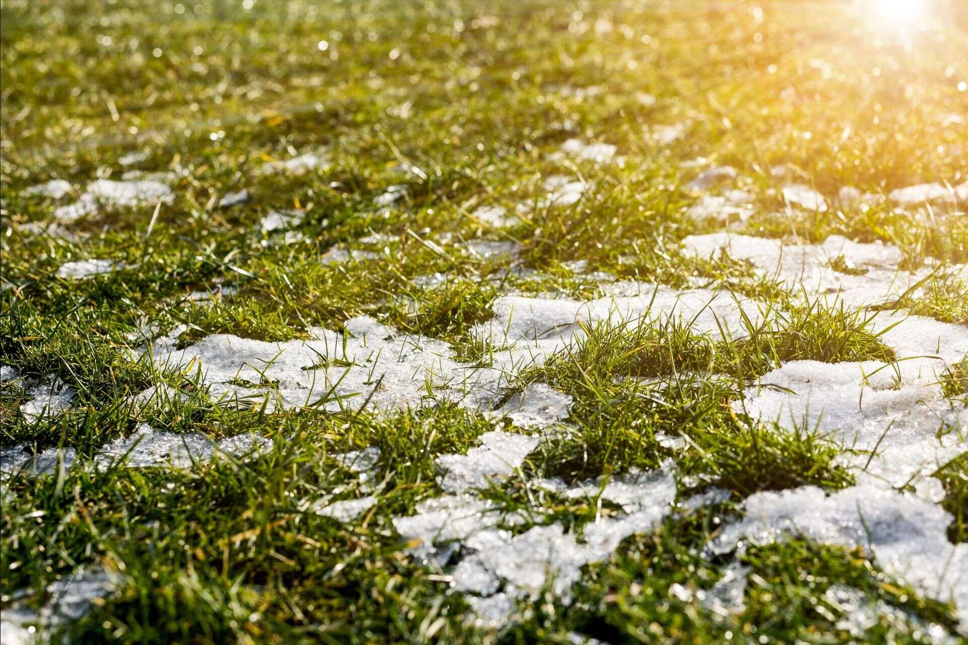 Ogórd zimą Tego pod żadnym pozorem nie rób z trawnikiem zimą. Wiosną będziesz mieć soczyście zi…