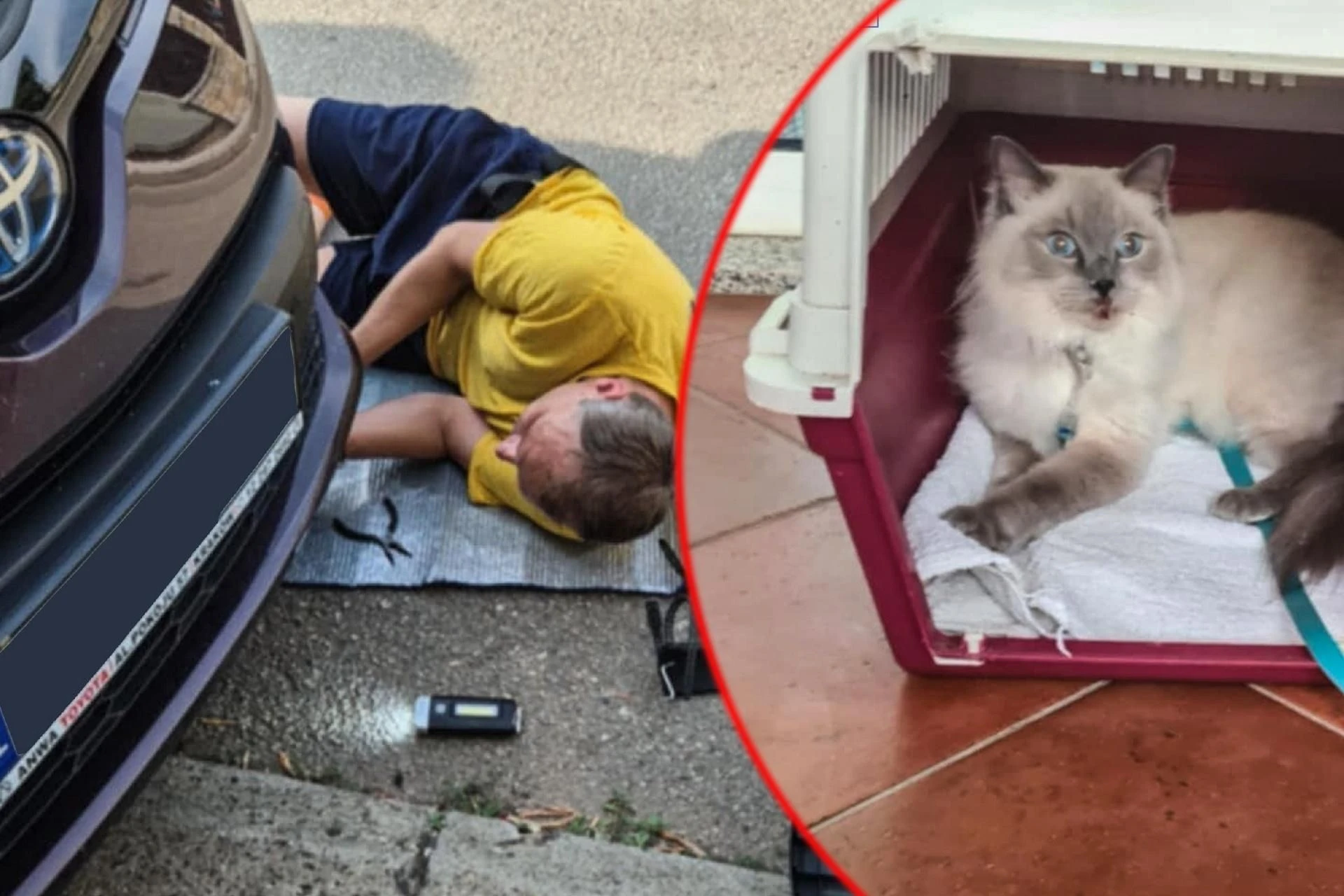 Pokonała 1 000 km! Zaginiona kotka z Olkusza odnaleziona w... Chorwacji! Nie zgadniecie, jak się tam dostała [ZDJĘCIA]