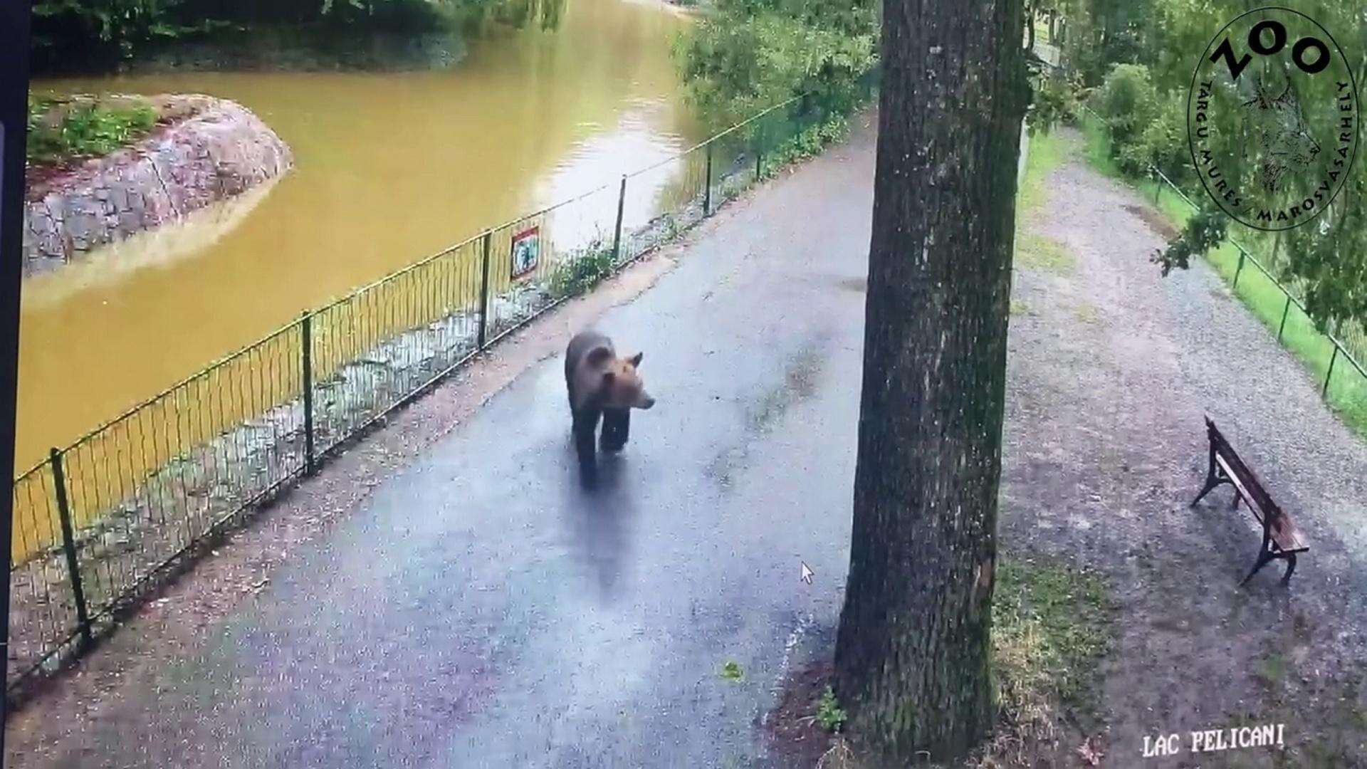 Monitoring nagrał wszystko Szok! Niedźwiedź wdarł się do zoo i atakował zwierzęta. Wideo w sieci