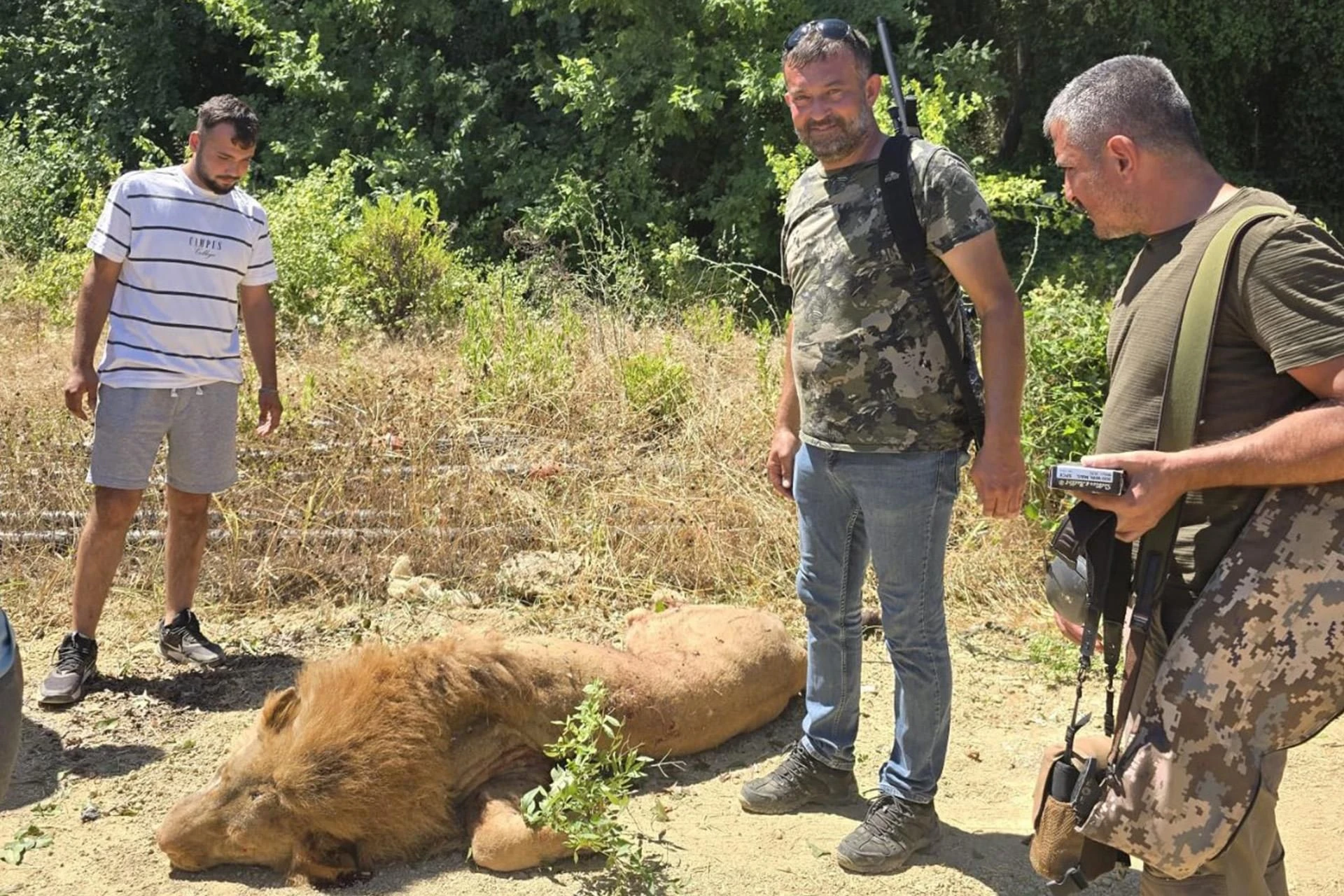 Seria ataków lwów na świecie! Lew uciekł z zoo i zaatakował człowieka! W kurorcie pełno Polaków