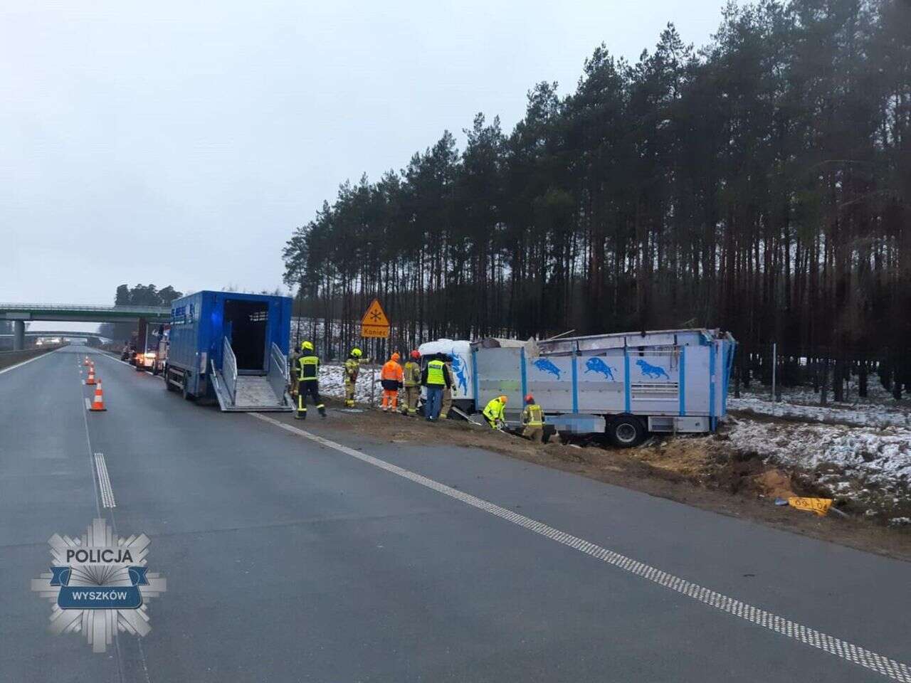 wypadek Ciężarówka z bydłem wpadła do rowu na S8. Zwierzęta rozbiegły się po drodze