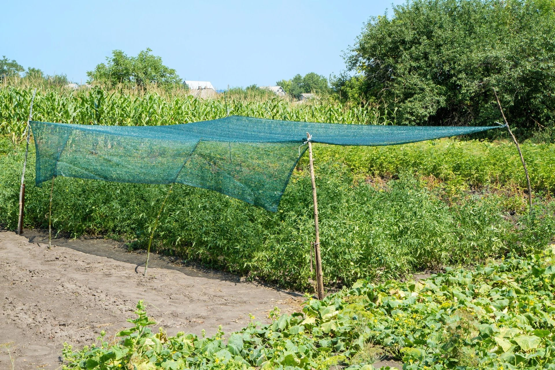 Ogród latem Kiedy to cięłam i rozkładałam to sąsiedzi pukali się w głowę. Teraz sami o to proszą…