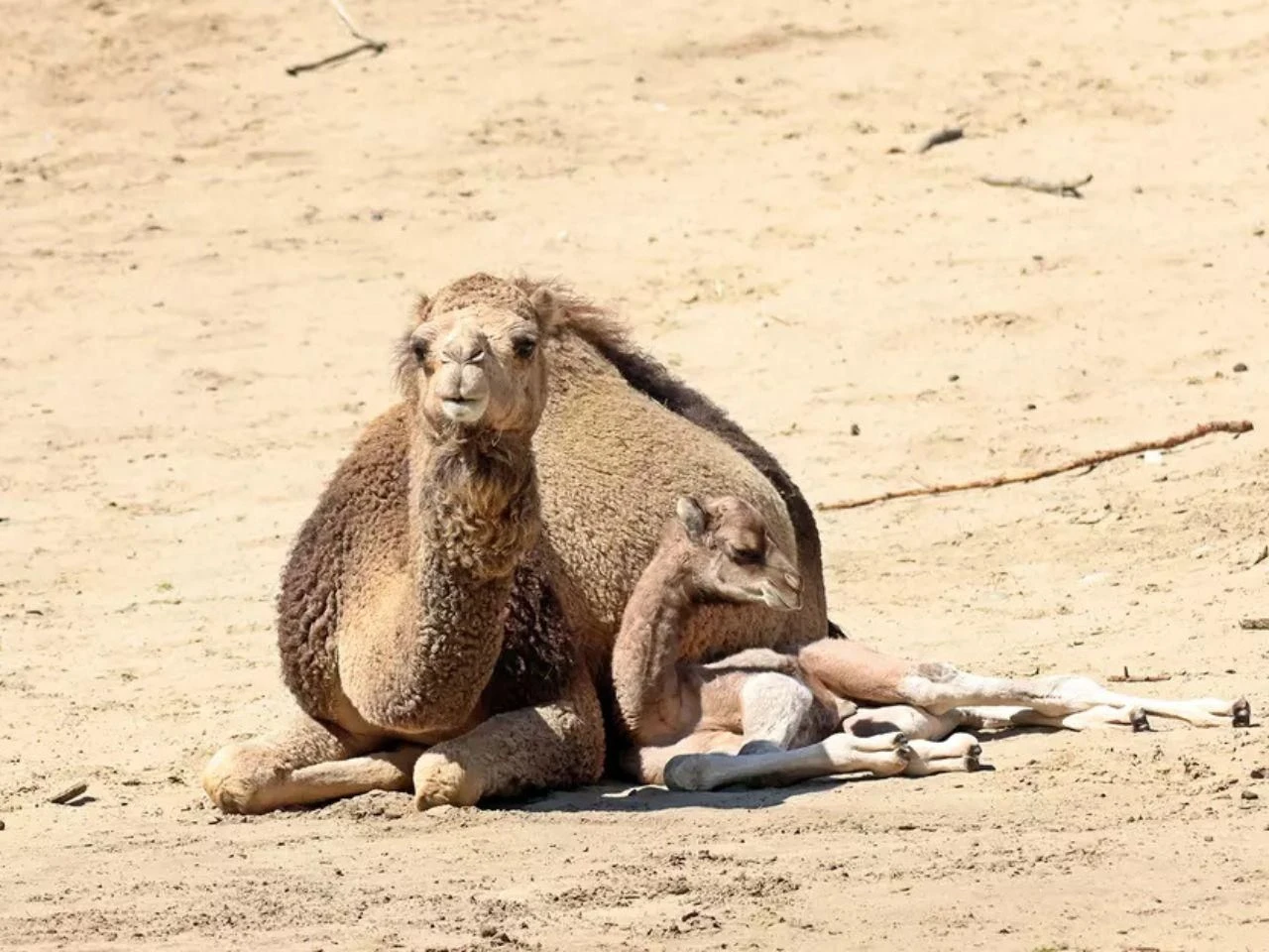 wiadomości Kolejne narodziny w gdańskim ZOO w tym roku. Na świat przyszedł mały wielbłąd jednog…