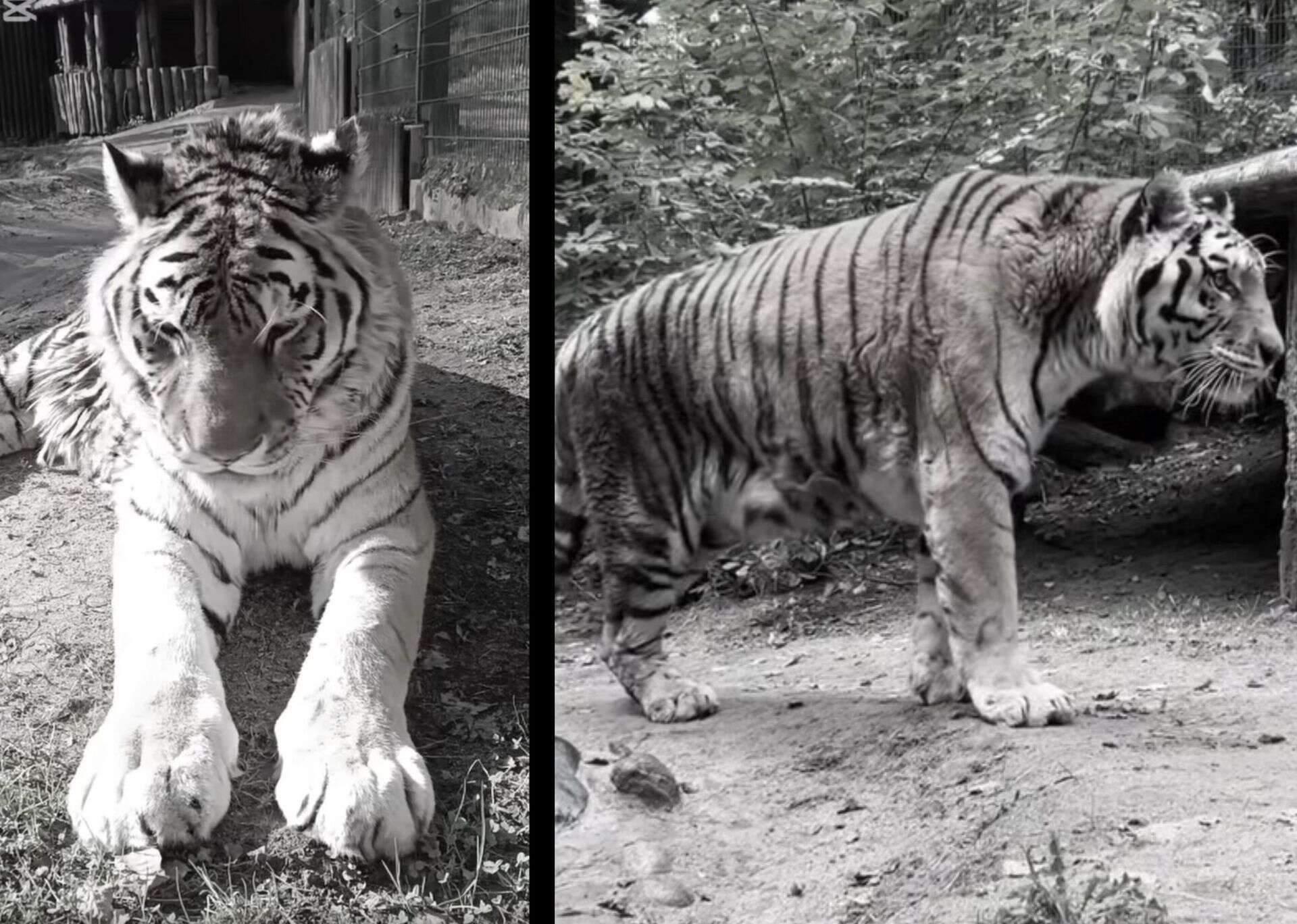 Ogromny smutek Nie żyje symbol gdańskiego zoo, tygrys Dominik. 