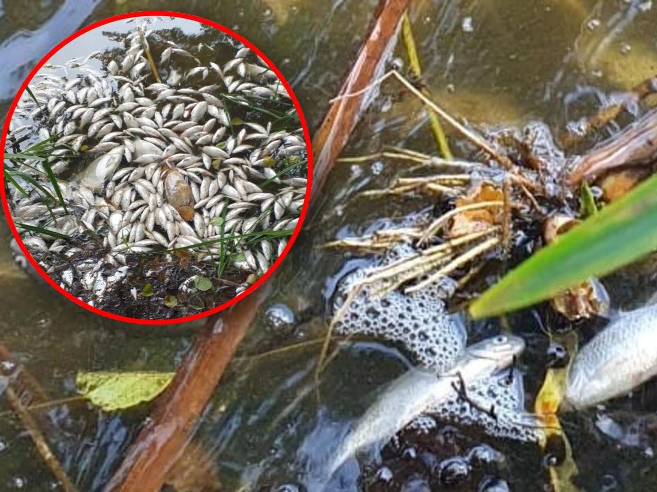 Co się stało? Setki martwych ryb w Jeziorze Budzieszowskim. Znaleziono prawdopodobną przyczynę