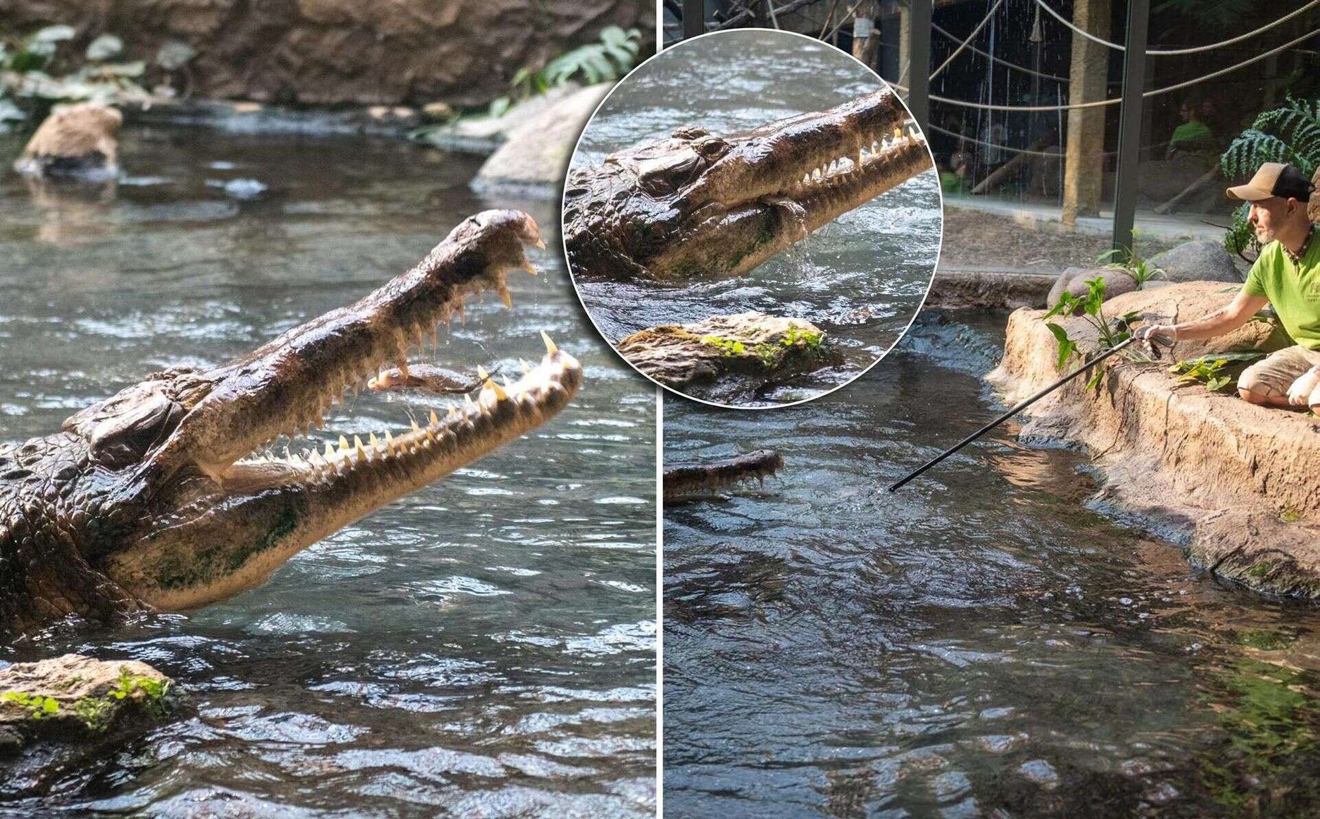 Nazywa się Kraken Po raz pierwszy w historii! Największy krokodyl w Europie najadł się na oczach ludzi…