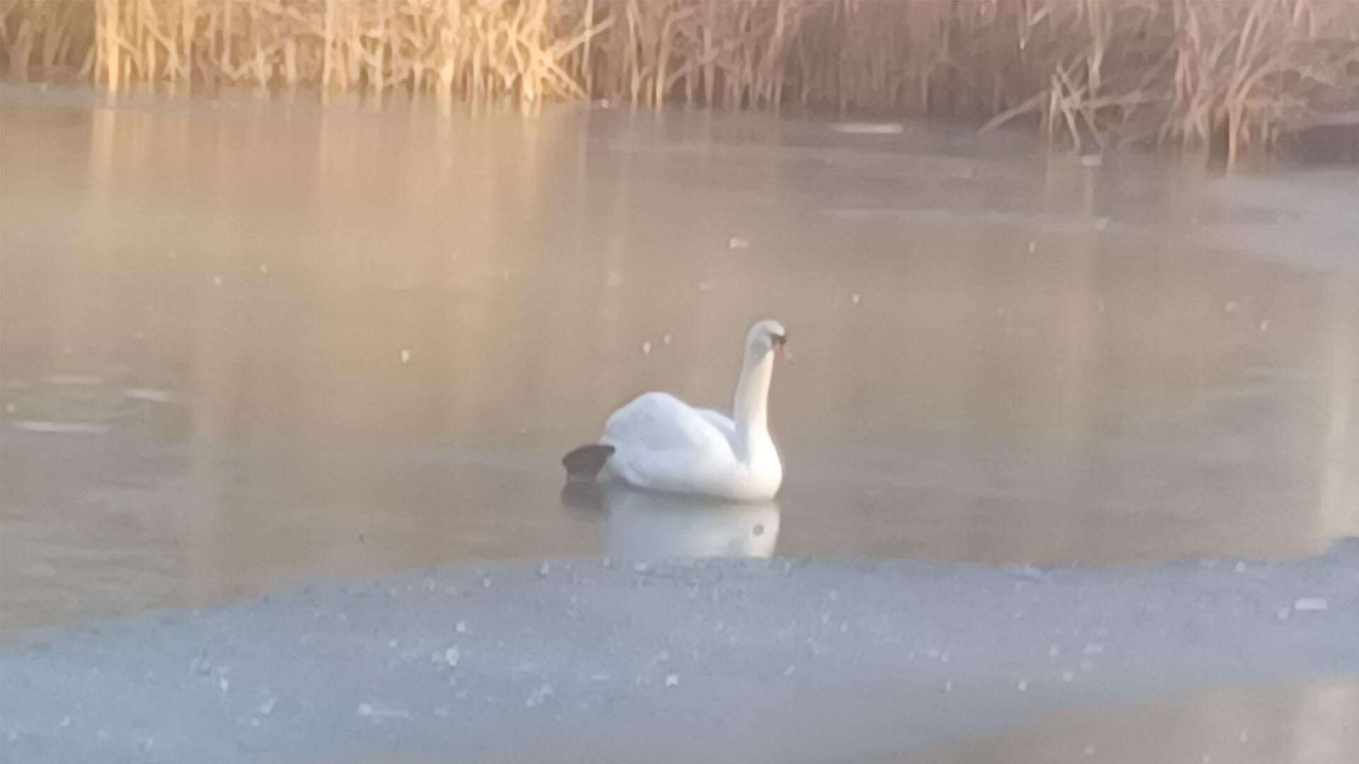 Pomogli mu strażnicy miejscy Łabędź uwięziony na środku stawu w Parku Piaskówka. Przymarzł do tafli lodu