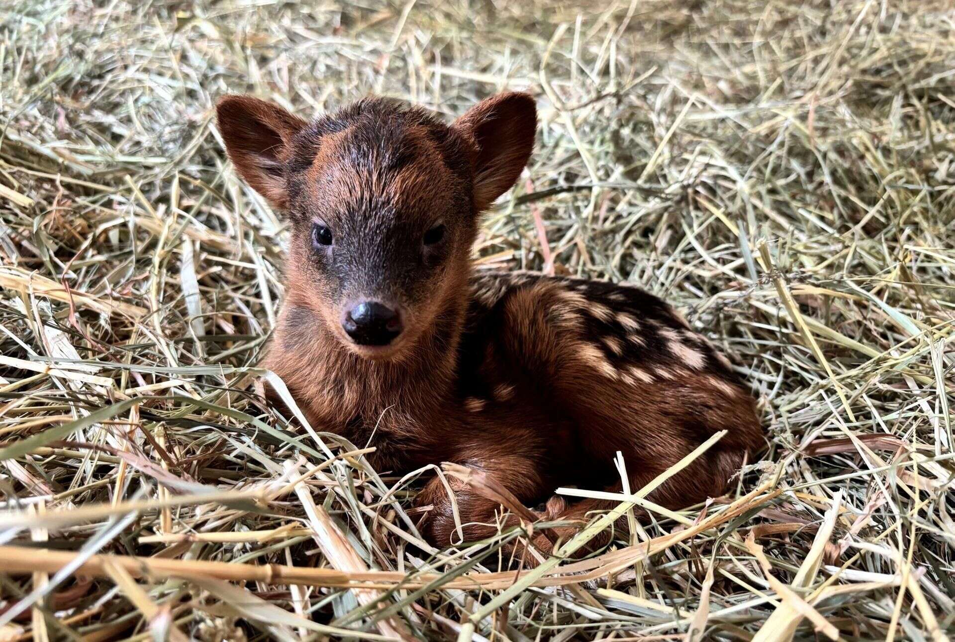 Nowinki z zoo Co za słodziak! Mały jelonek w warszawskim zoo robi furorę. Ma już imię!