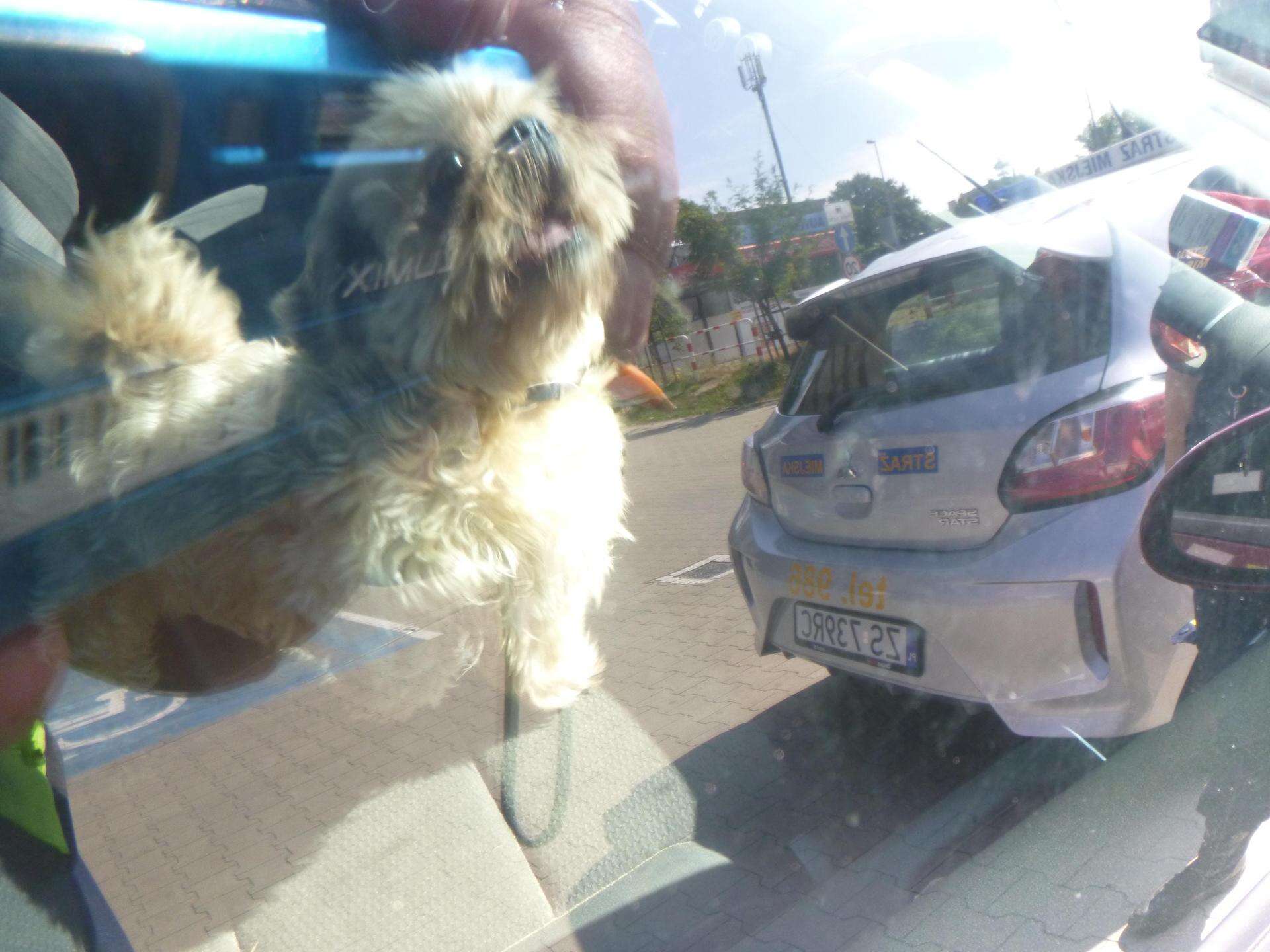 Niecodzienna interwencja Mały shih tzu uwięziony w rozgrzanym aucie. Właścicielka wpadła w rozpacz