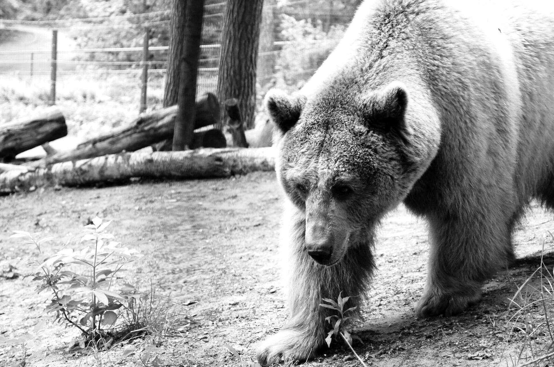 Ogromny smutek Nie żyje najsłynniejszy polski niedźwiedź. Wyrwany z piekła cyrku Baloo odszedł w po…