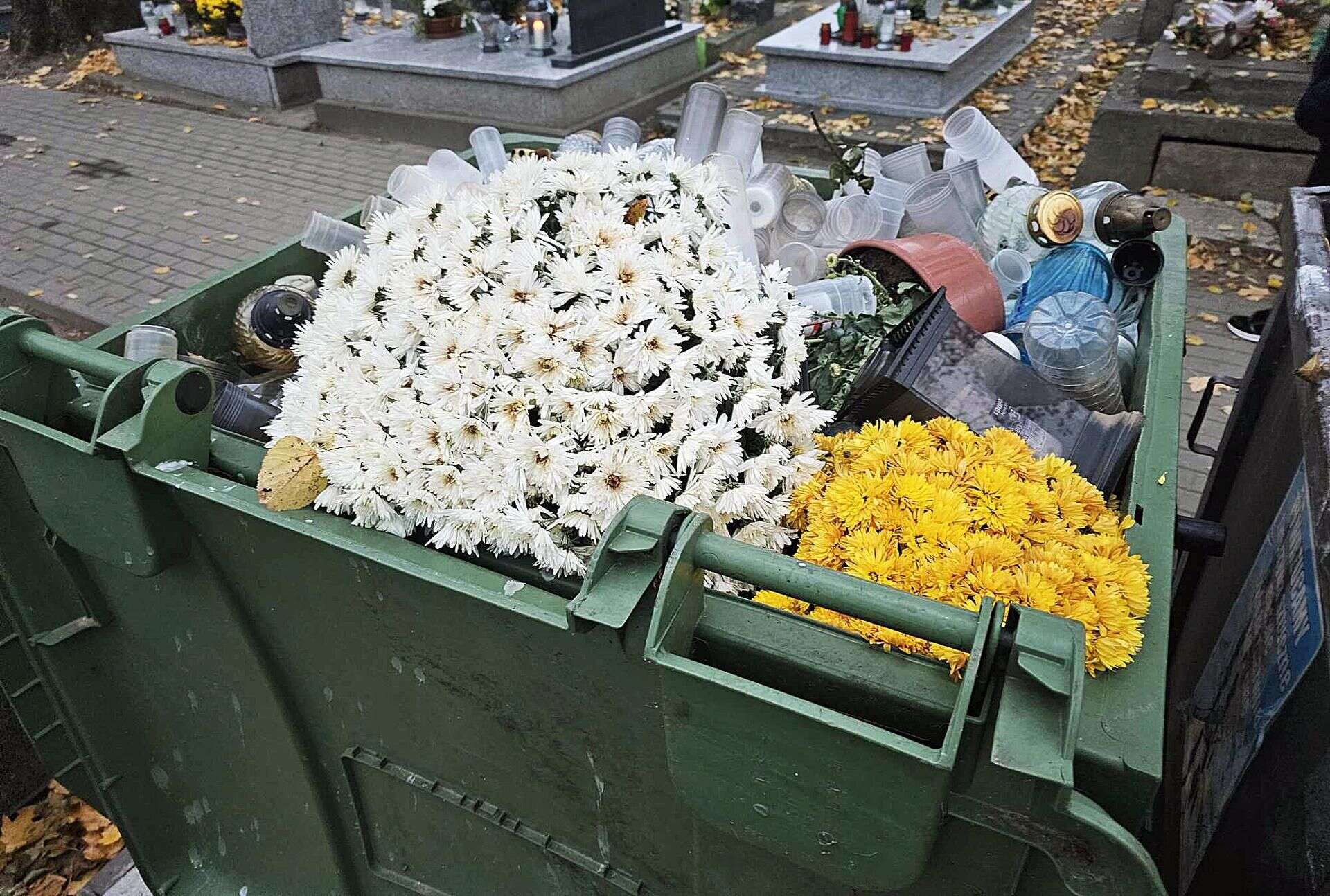 PO ŚWIĘCIE ZMARŁYCH Jak zabezpieczyć chryzantemy na zimę? Mogą kwitnąć dłużej niż jedną jesień